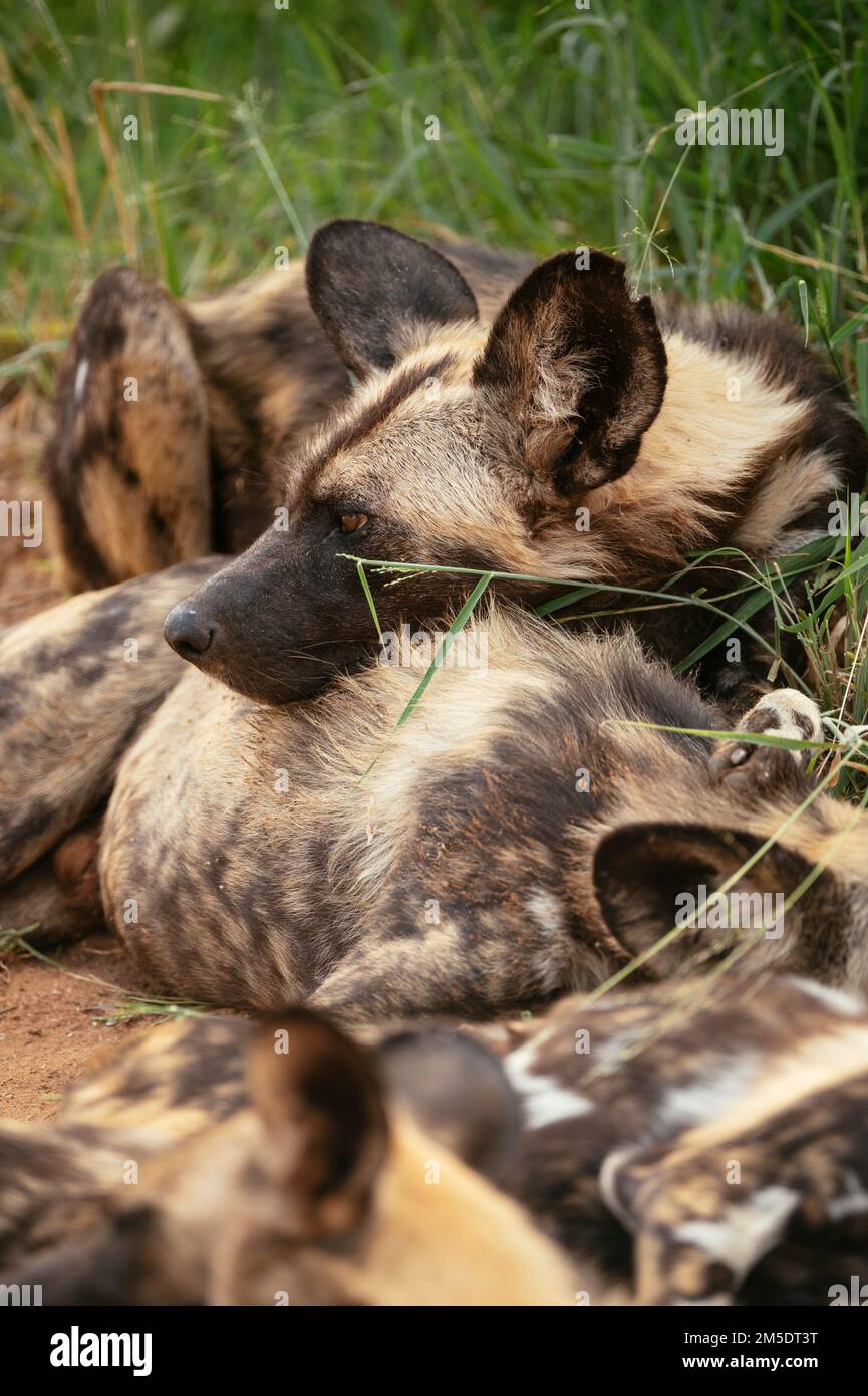 Cani selvatici africani (lupi dipinti), Riserva Naturale privata di Timbavati, Parco Nazionale di Kruger, Sudafrica Foto Stock