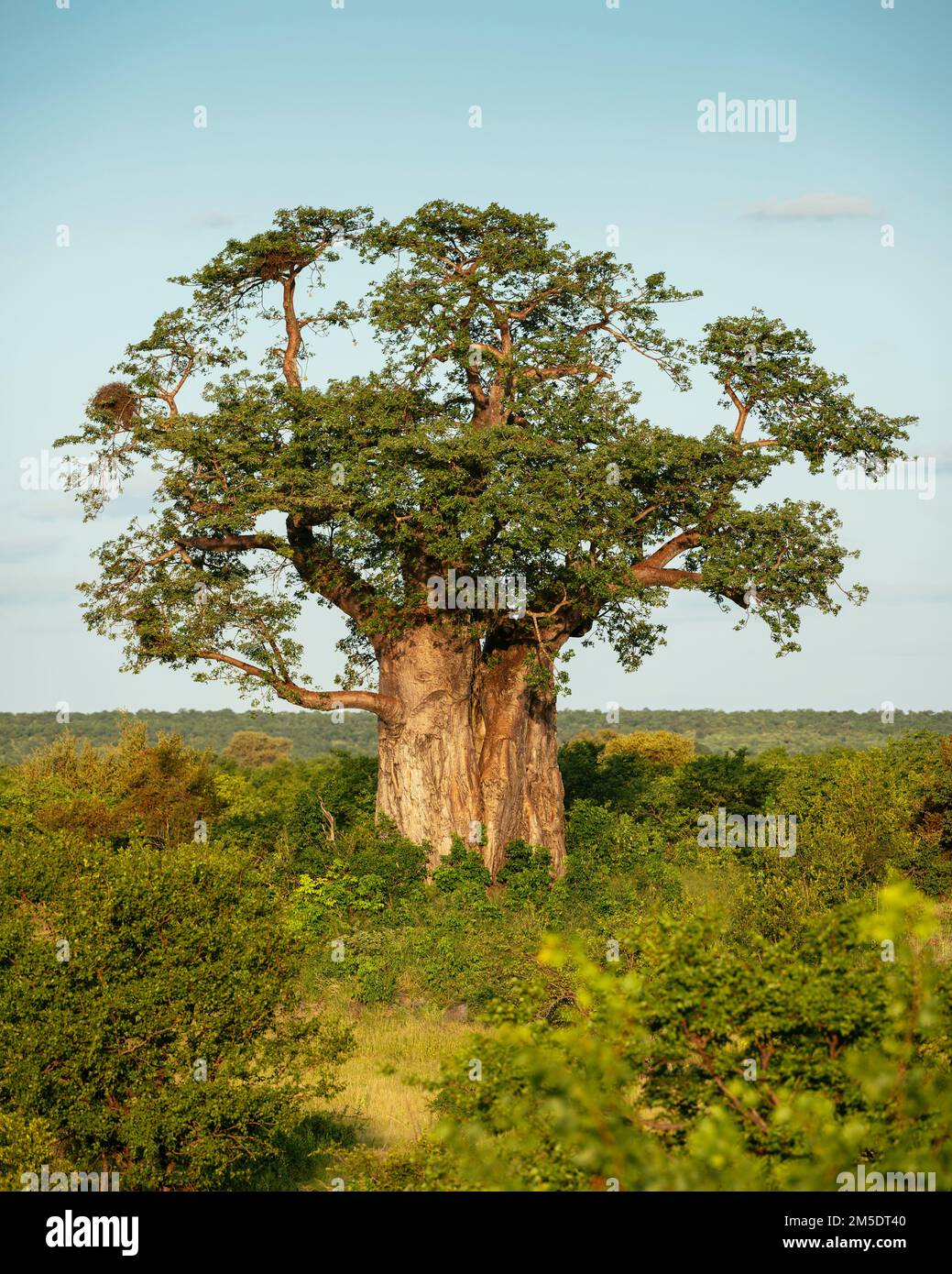 Baobab Tree, Kruger National Park, Sudafrica Foto Stock