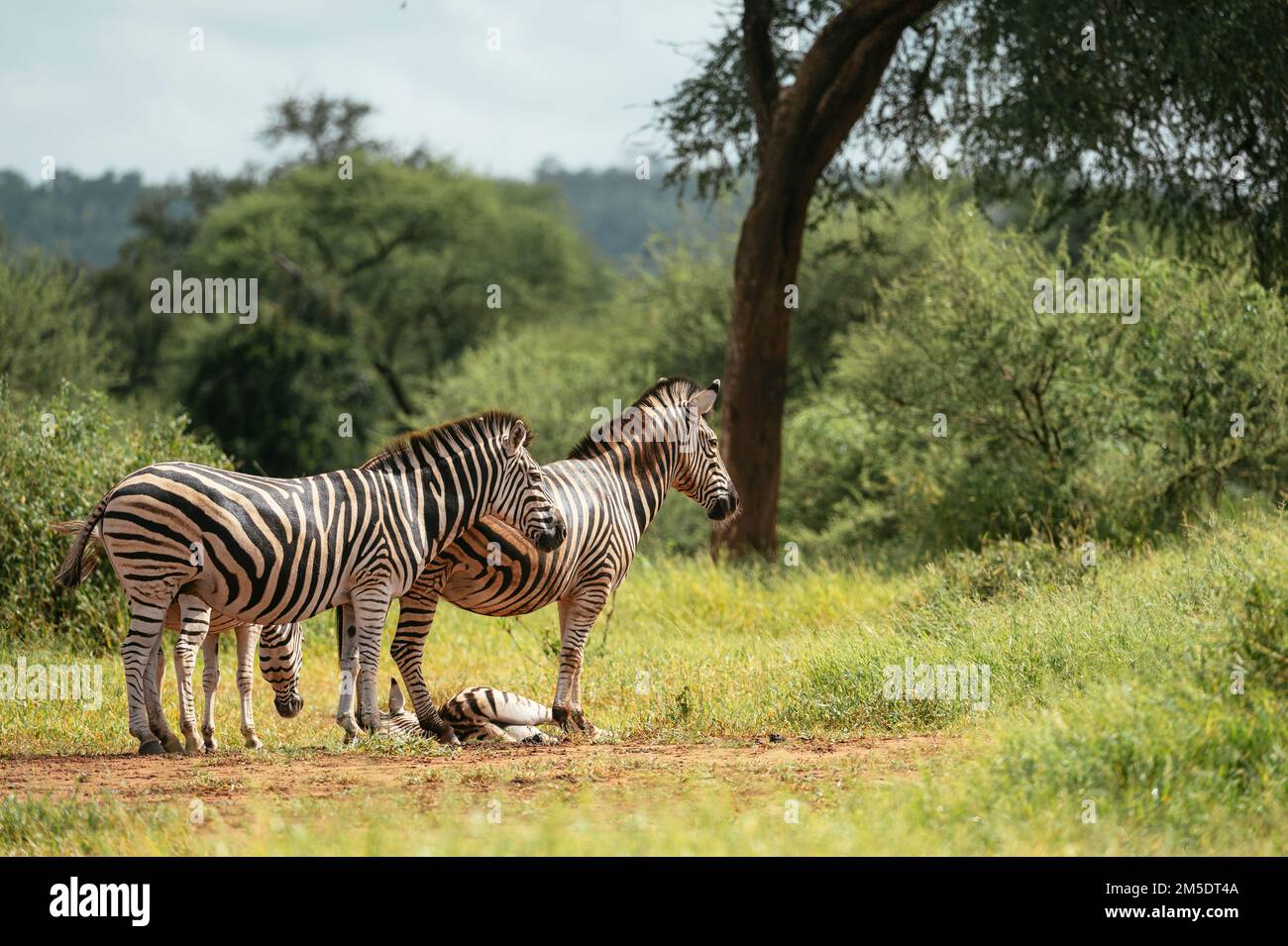 Burchell's Zebras, Makuleke Contractual Park, Kruger National Park, Sudafrica Foto Stock