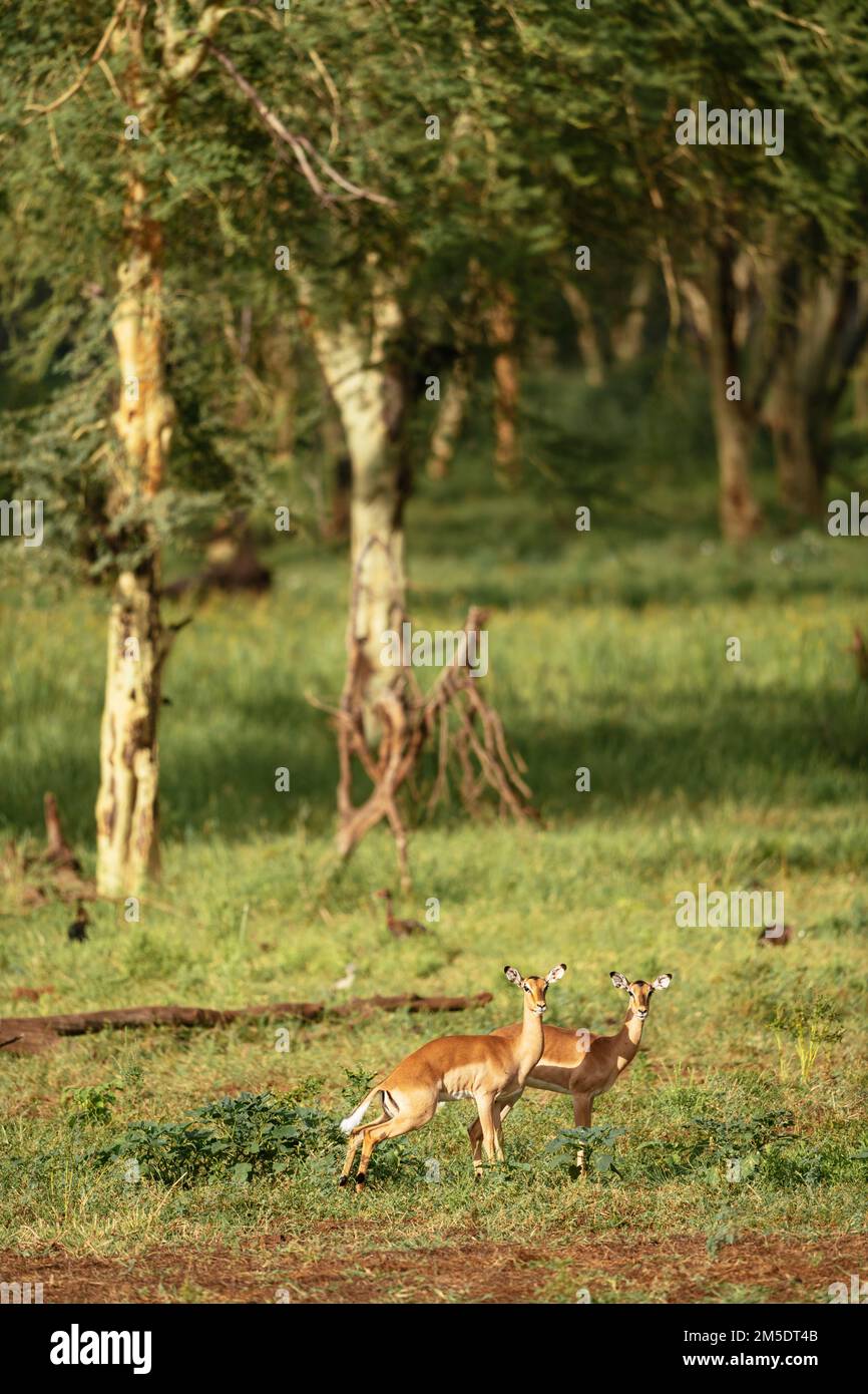 Impala, Makuleke Contractual Park, Kruger National Park, Sudafrica Foto Stock