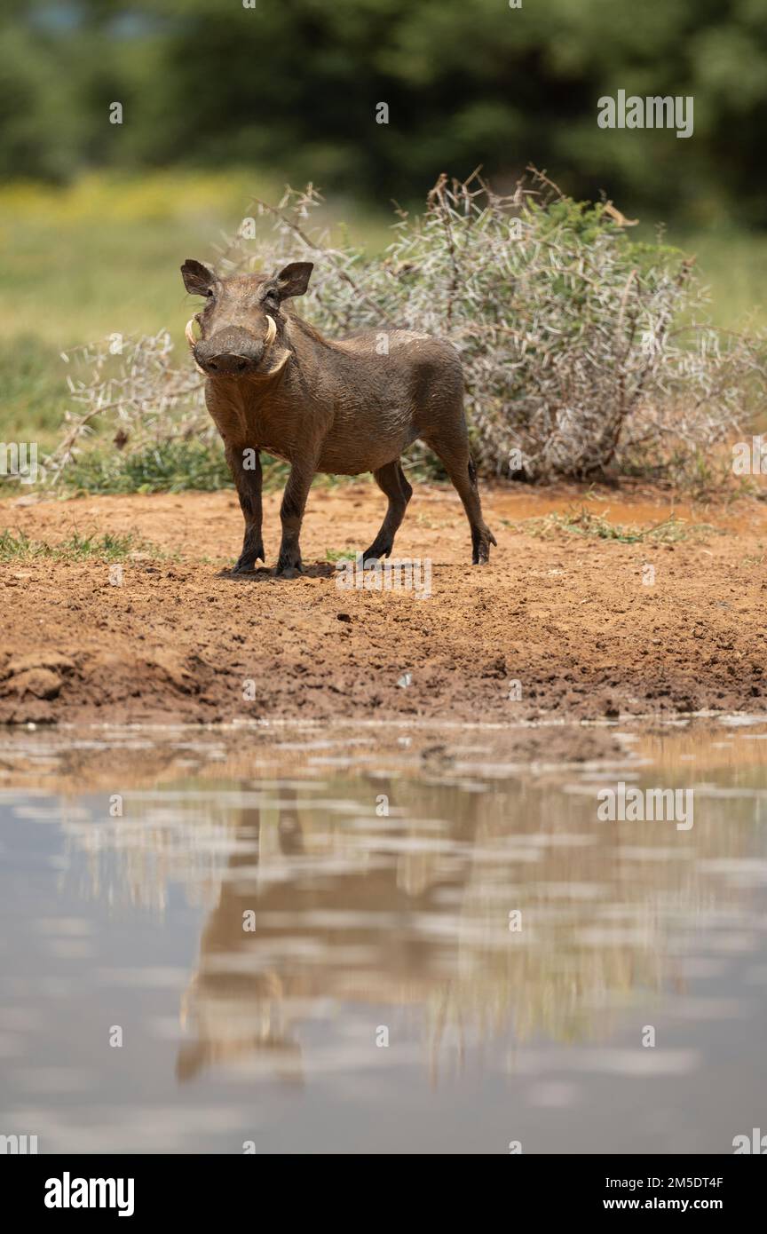 Warthog a Winning Hole, Marataba, Marakele National Park, Sudafrica Foto Stock