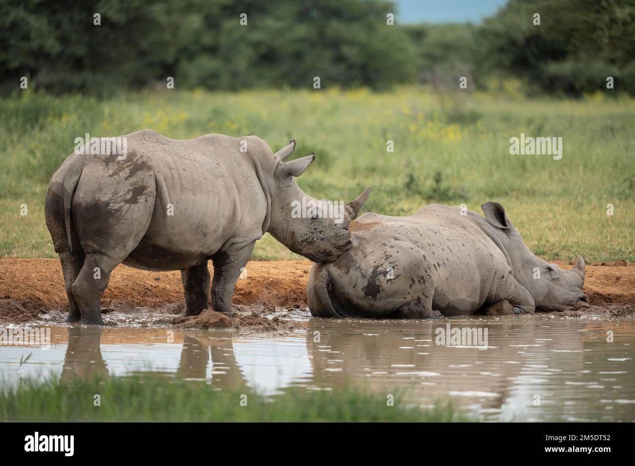 Rinoceronti bianchi che riposano a Watering Hole, Marataba, Parco Nazionale di Marakele, Sud Africa Foto Stock