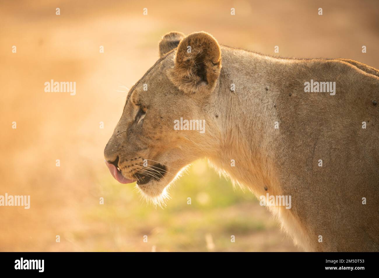 Lioness, Marataba, Parco Nazionale di Marakele, Sud Africa Foto Stock