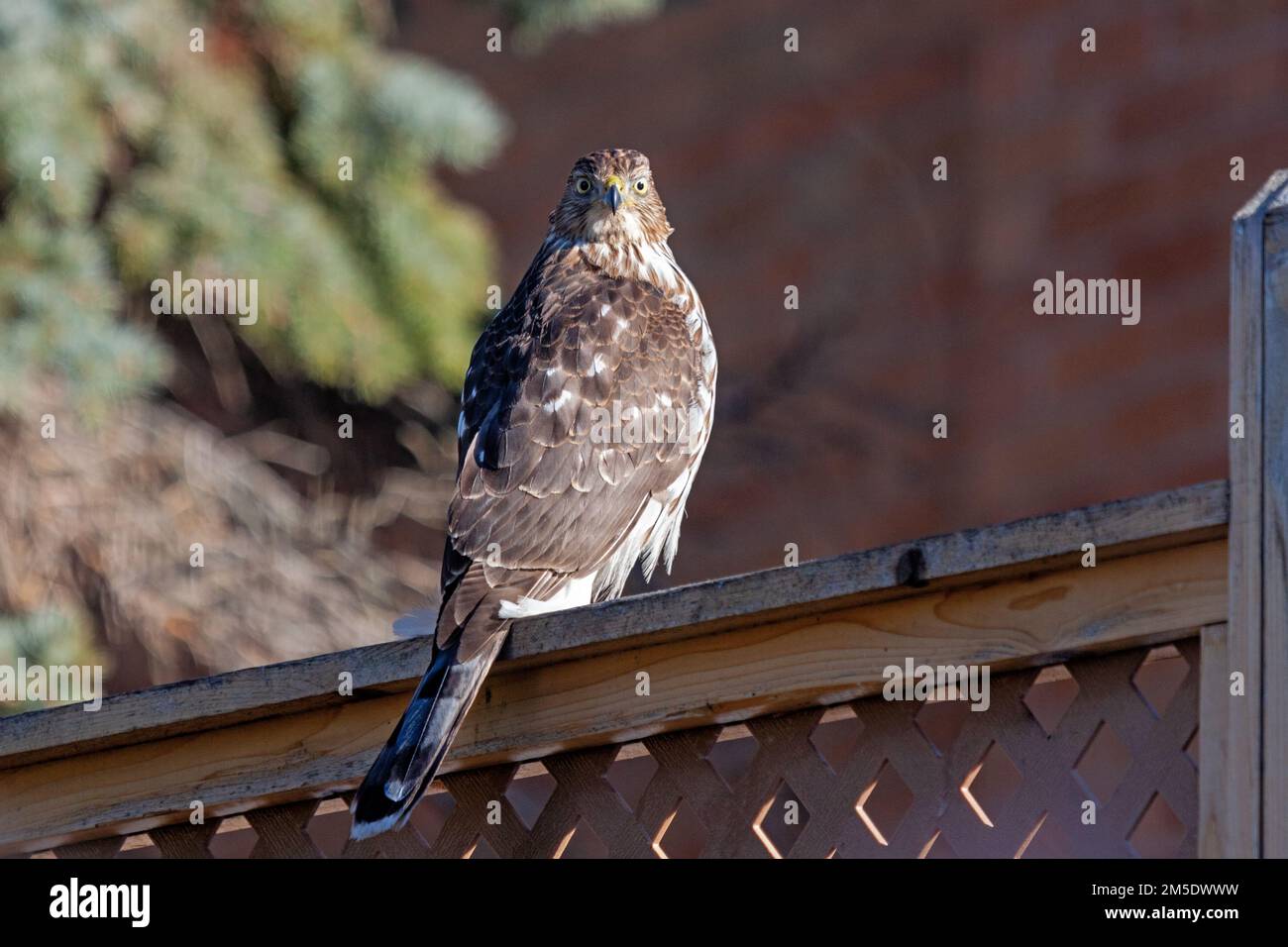 Un falco di cooper si crogiola alla luce del sole mentre si siede in cima a una recinzione in reticolo di cedro. Testa gira verso e guarda la fotocamera. Foto Stock