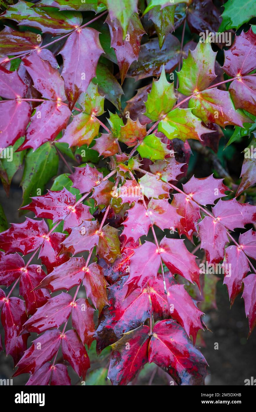 Diverse sfumature di foglie di agrifoglio presso l'Abbazia di Anglesey a Cambridgeshire Foto Stock