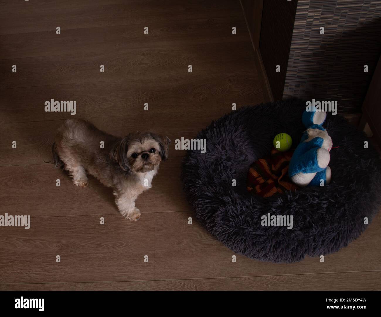 foto del cane in piedi accanto al lettino in camera. Ci sono giocattoli nella culla Foto Stock