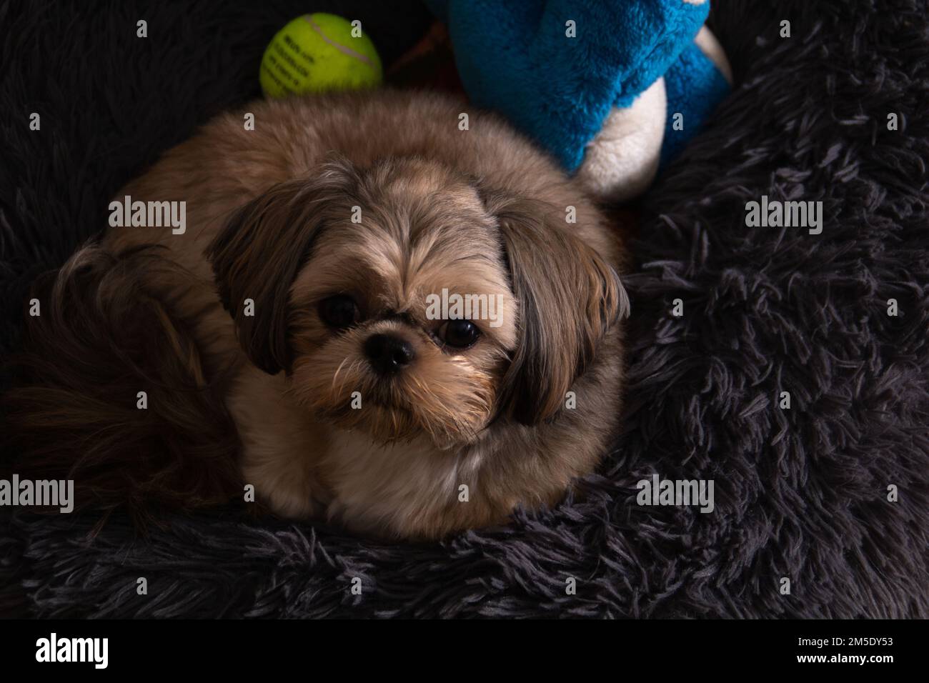 foto del cane sdraiato sul lettino e guardando la macchina fotografica. giocattoli che giacciono accanto a lui Foto Stock