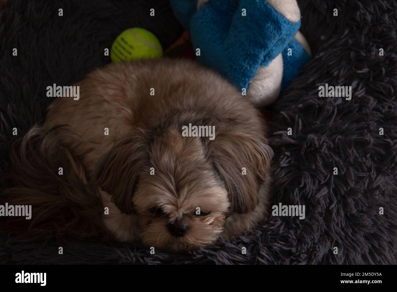 foto del cane sdraiato sul lettino nella stanza con un giocattolo accanto ad esso Foto Stock