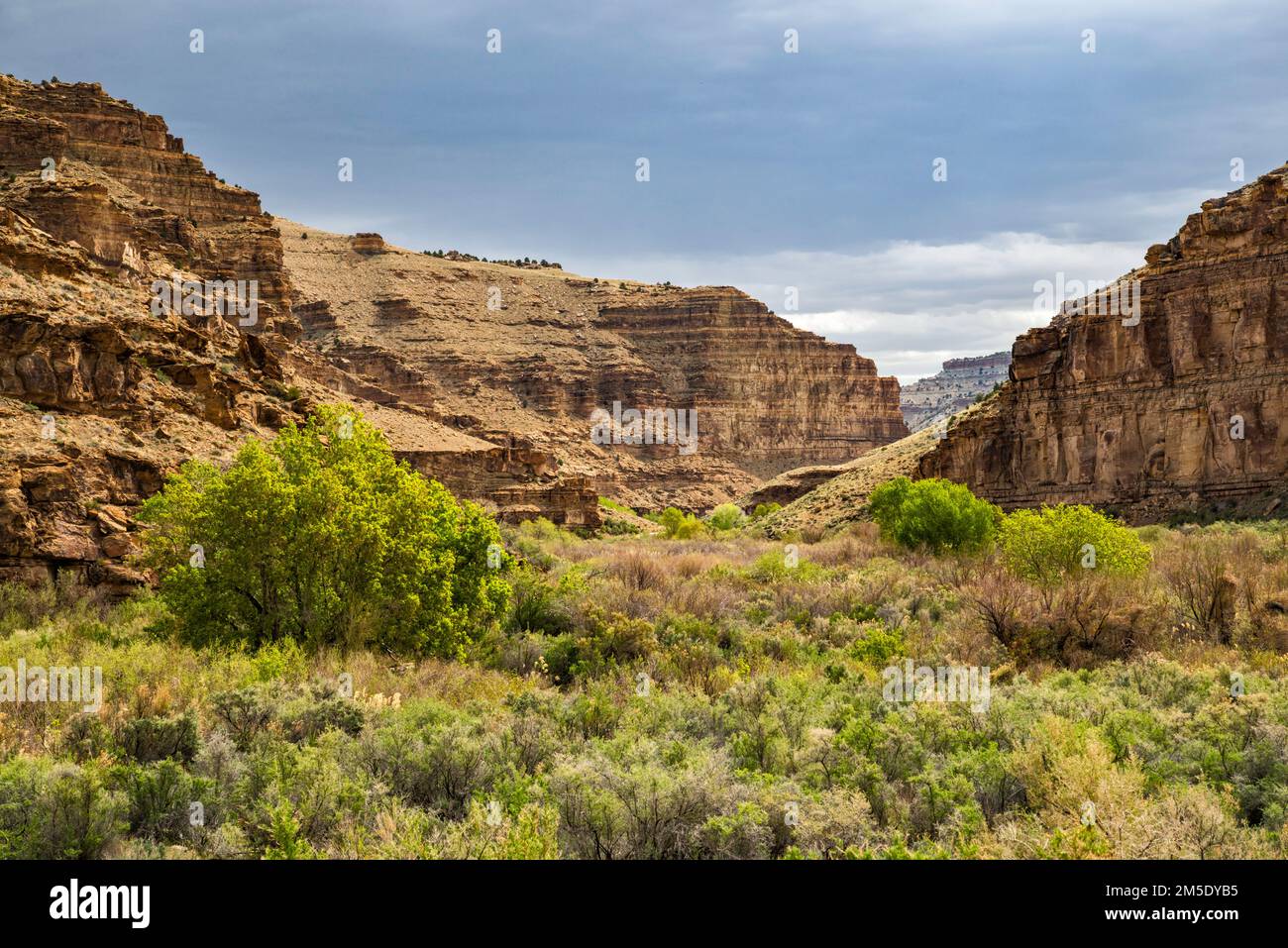 Alberi, cespugliatura nella zona ripariana, Nine Mile Canyon, Utah, USA Foto Stock