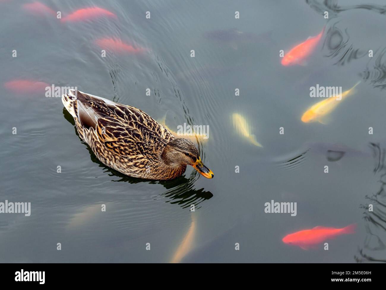 Anatra selvatica sul lago con pesci d'oro Foto Stock