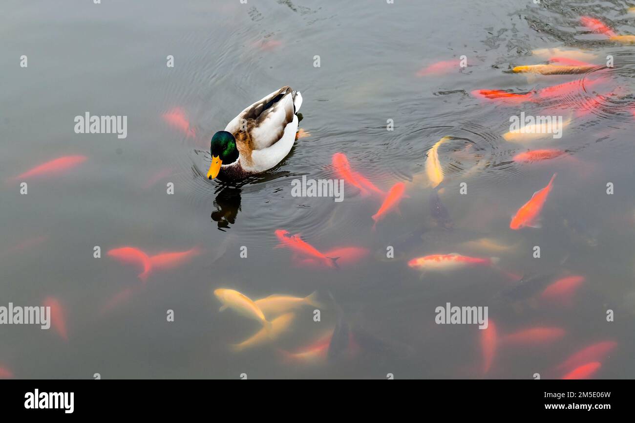 Anatra selvatica sul lago con pesci d'oro Foto Stock