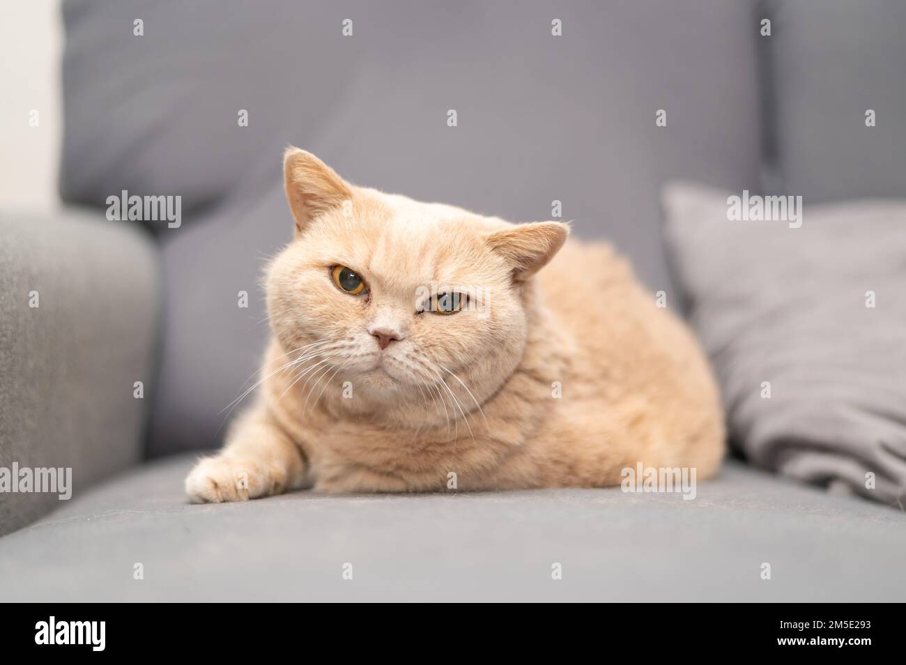 Il gatto britannico di shorthair di colore crema è sdraiato sul divano grigio. Simpatico relax degli animali domestici. Foto Stock