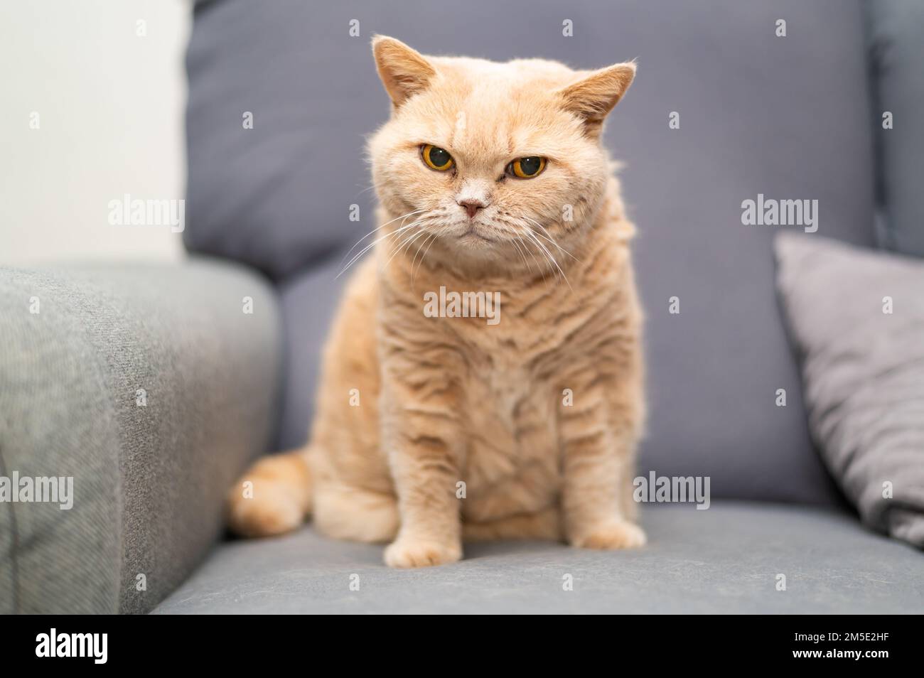 Il gatto britannico di shorthair di colore crema è sdraiato sul divano grigio. Simpatico relax degli animali domestici. Foto Stock