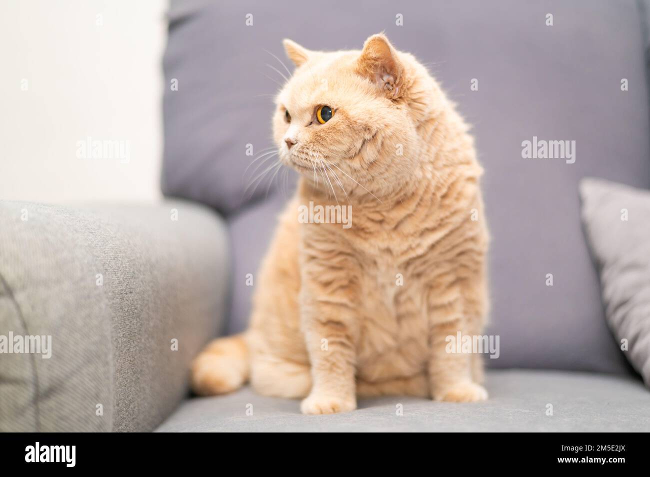 Il gatto britannico di shorthair di colore crema è sdraiato sul divano grigio. Simpatico relax degli animali domestici. Foto Stock