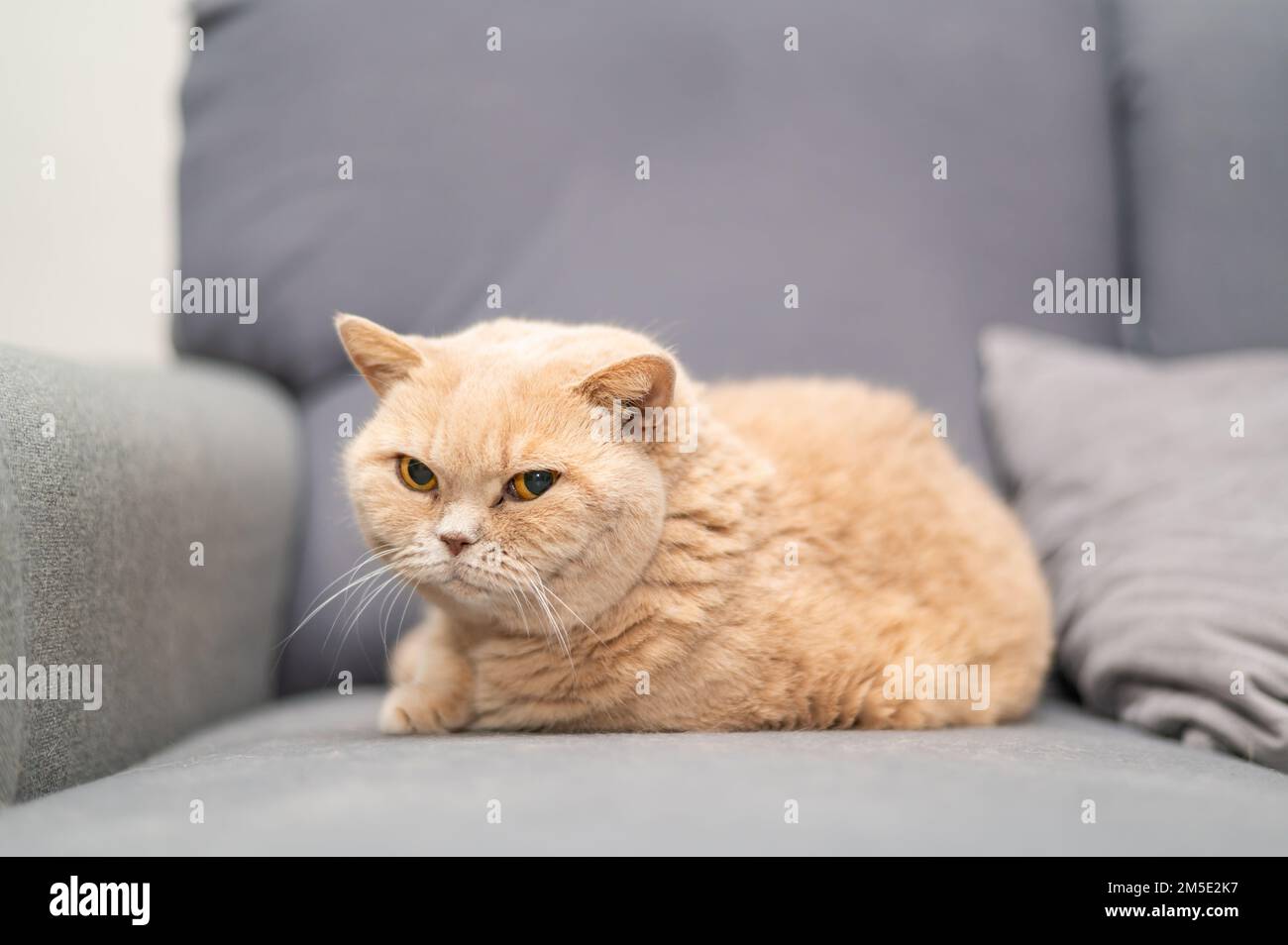 Il gatto britannico di shorthair di colore crema è sdraiato sul divano grigio. Simpatico relax degli animali domestici. Foto Stock