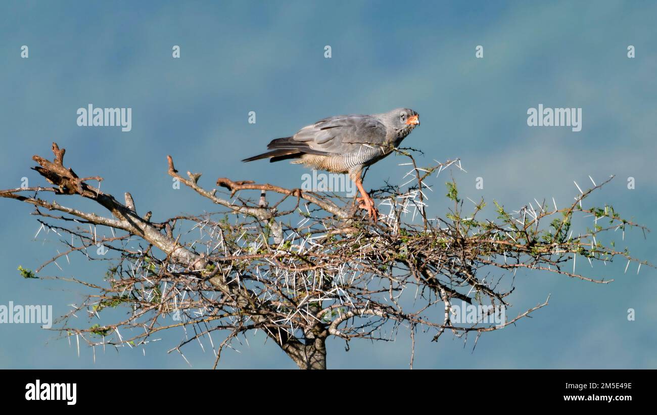 Goshawk canti scuri (metabati Melierax) da Zimanga, Sudafrica. Foto Stock