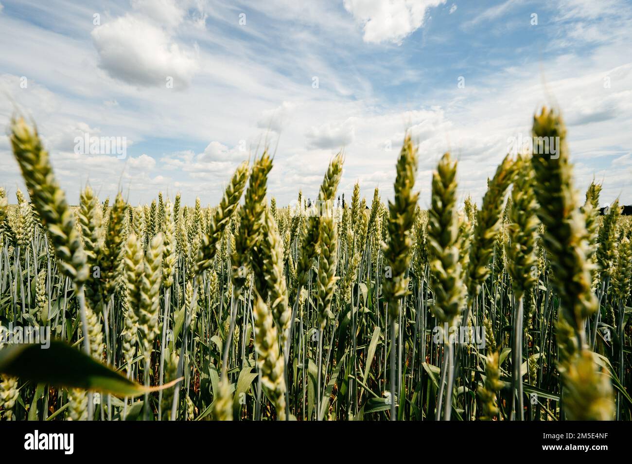 Il campo Agro Culturale ucraino con grano, ancora unmated grano verde nel campo, campi ucraini prima della guerra. Foto Stock