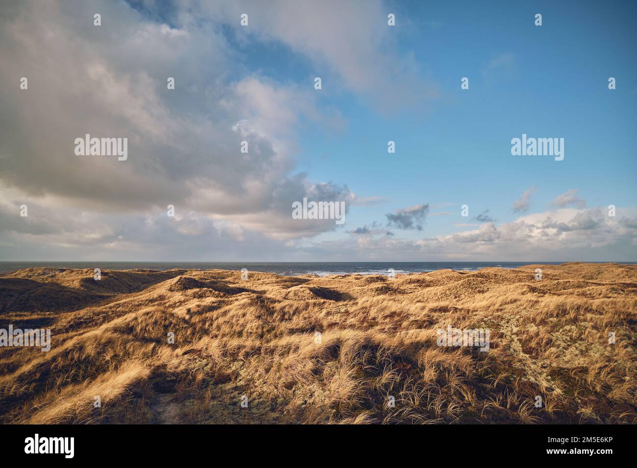 Grandi dune di erba nella Danimarca occidentale. Foto di alta qualità Foto Stock