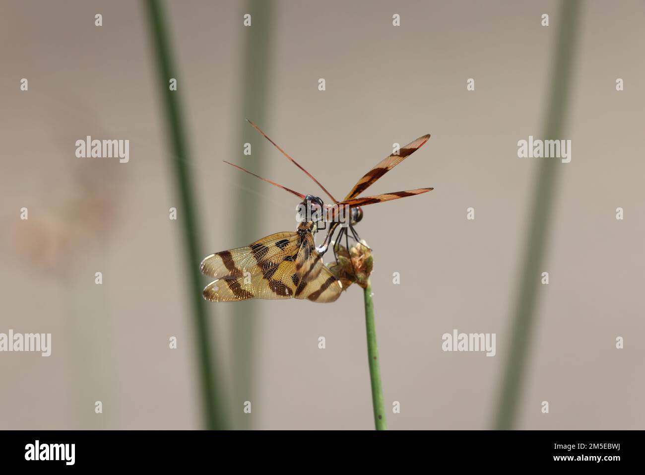 Halloween Pennant (Celithemis eponina) Myakka River state Park Florida USA Foto Stock