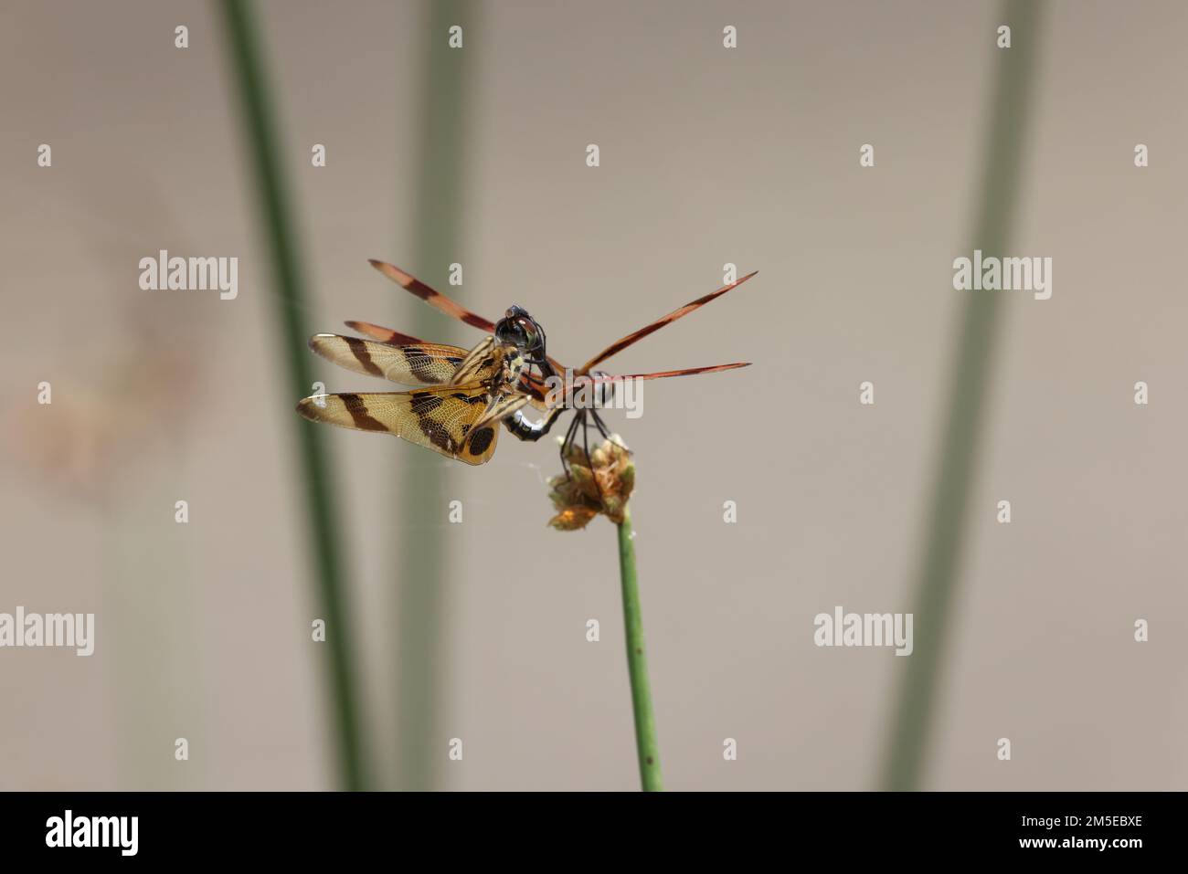 Halloween Pennant (Celithemis eponina) Myakka River state Park Florida USA Foto Stock