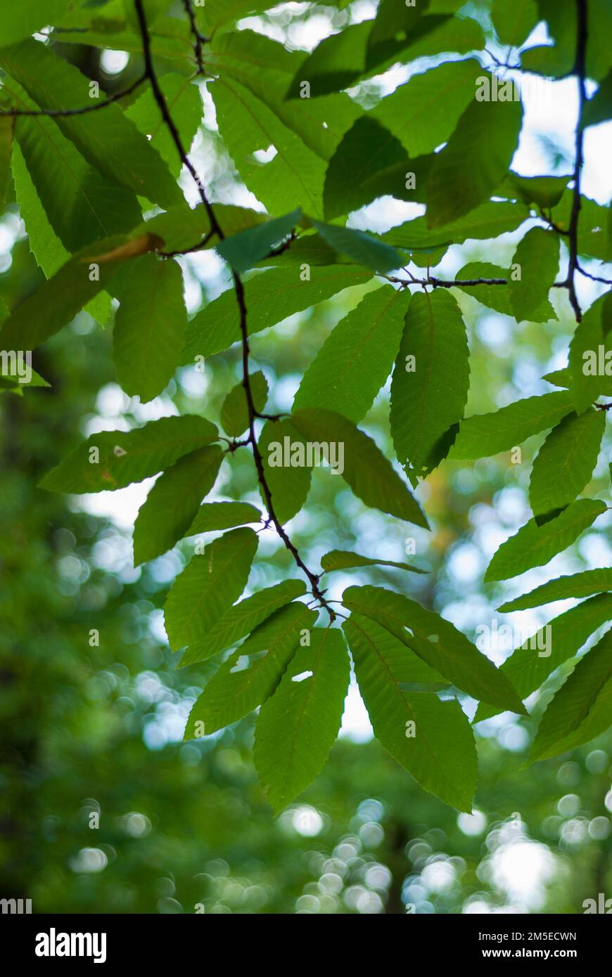 Foglie verdi di castagno in verticale per carta da parati castanea sativa Foto Stock