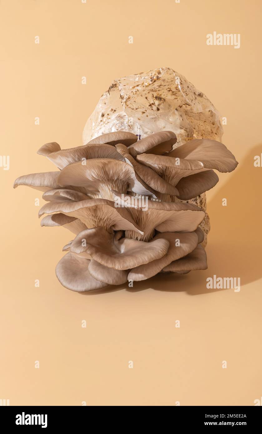 Coltivazione di funghi, bellissimi funghi naturali di ostriche biologiche Foto Stock