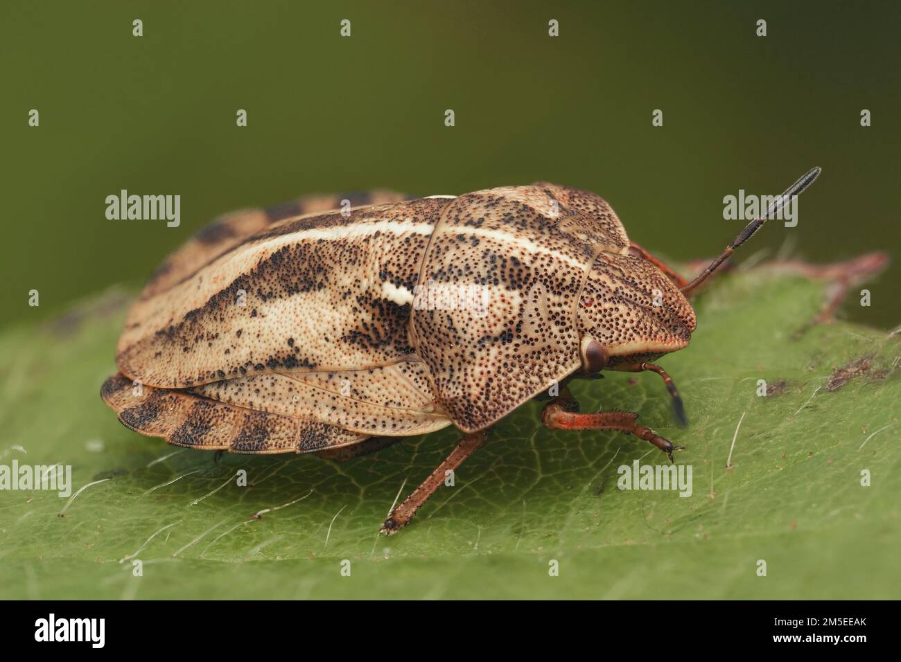 Tortoise Shieldbug (Eurygaster testudinaria) strisciando su foglia di pianta. Tipperary, Irlanda Foto Stock