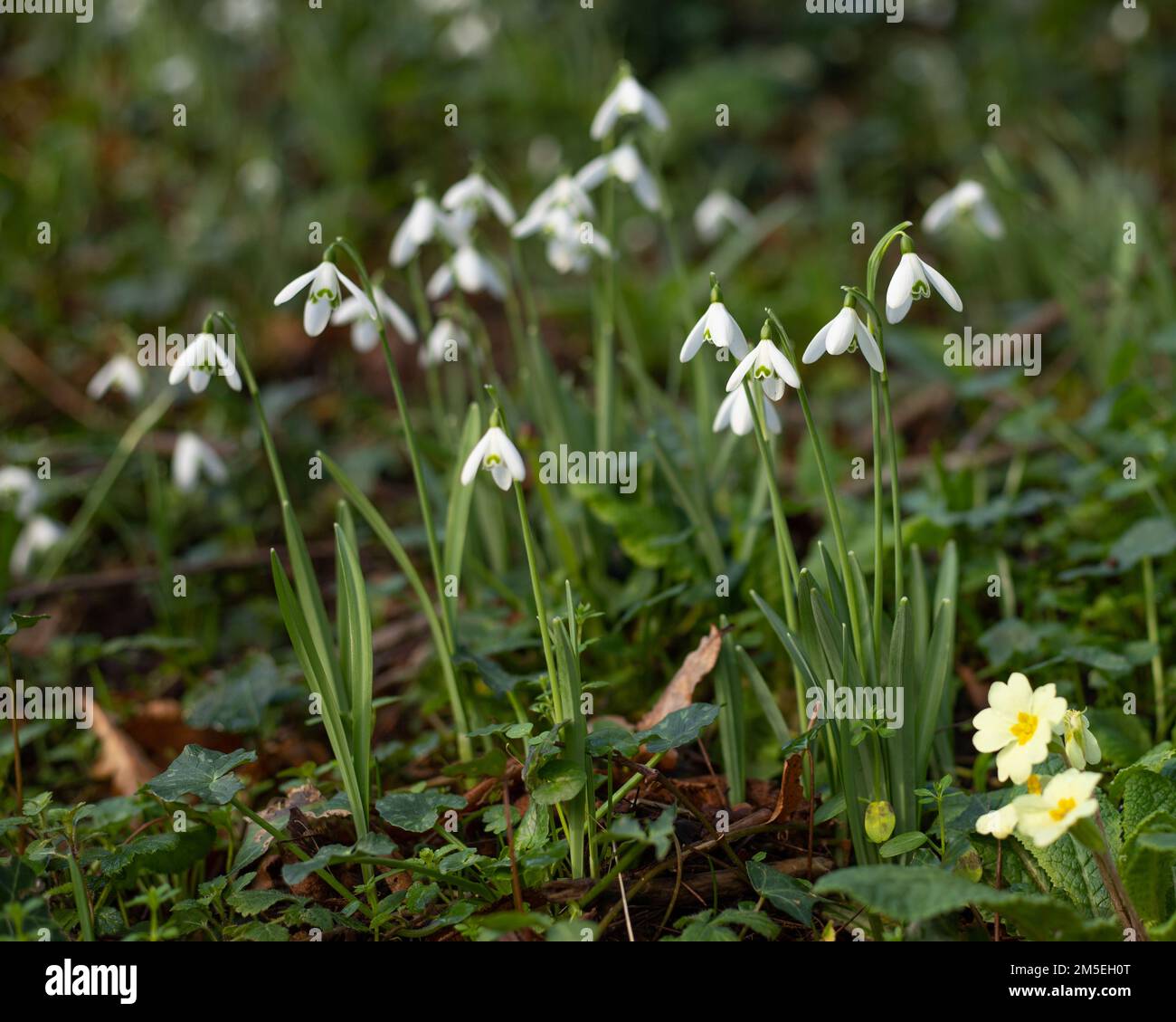 Fiori di Snowdrop, che segnalano l'inizio della primavera nel Regno Unito. Ripresa con una profondità di campo bassa. Foto Stock