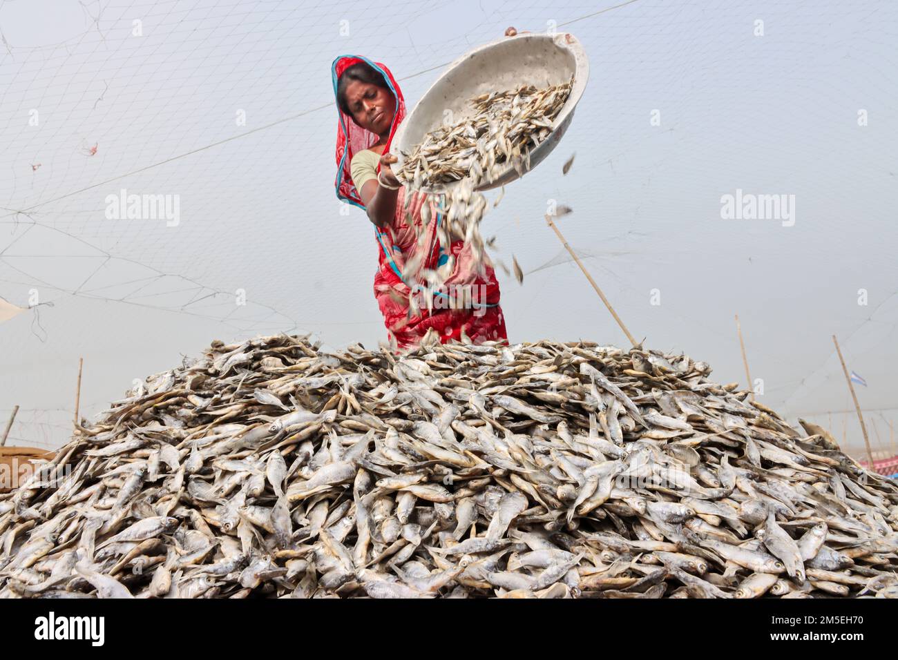 Pesci di secchezza Foto Stock