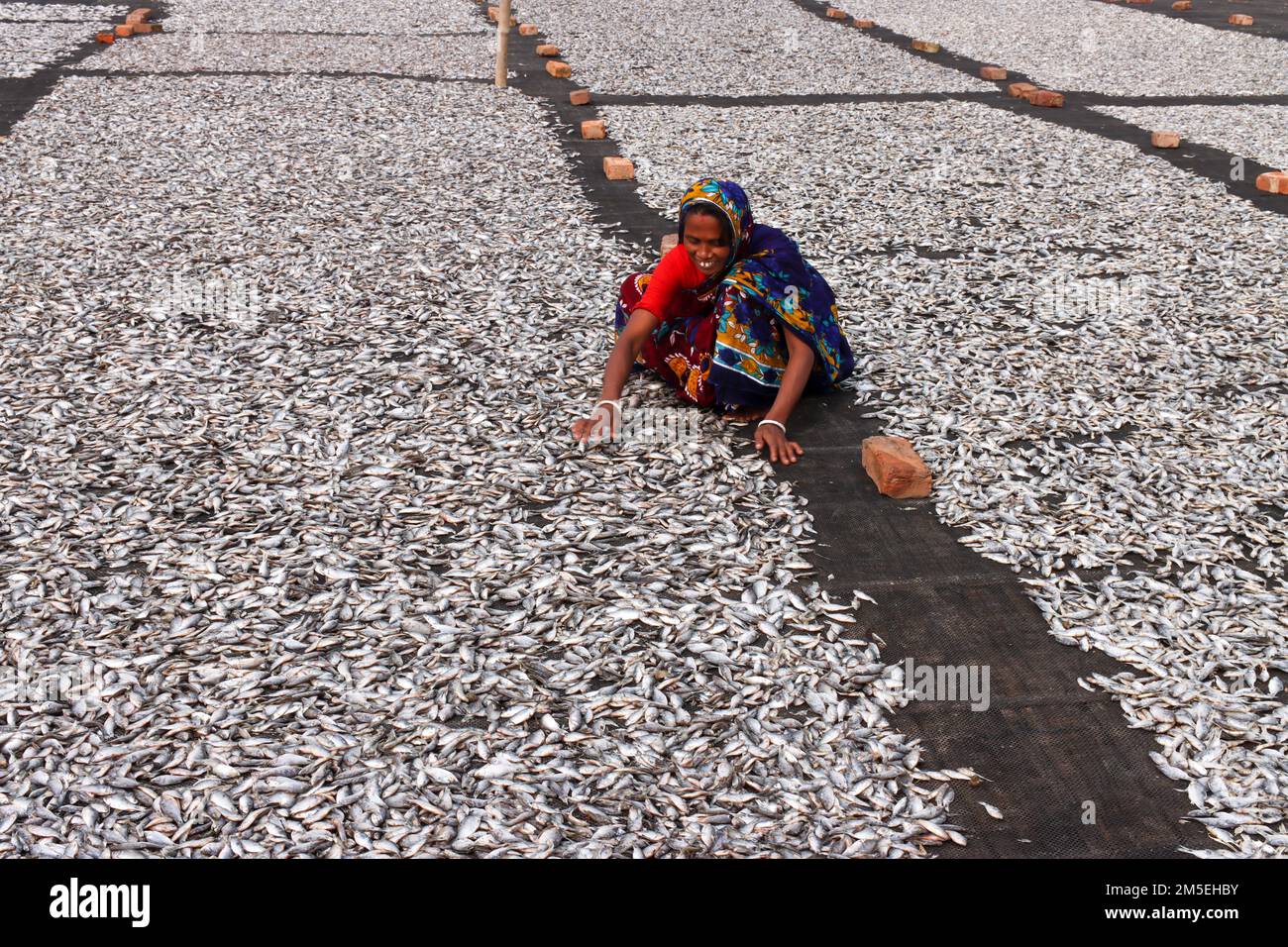 Pesci di secchezza Foto Stock