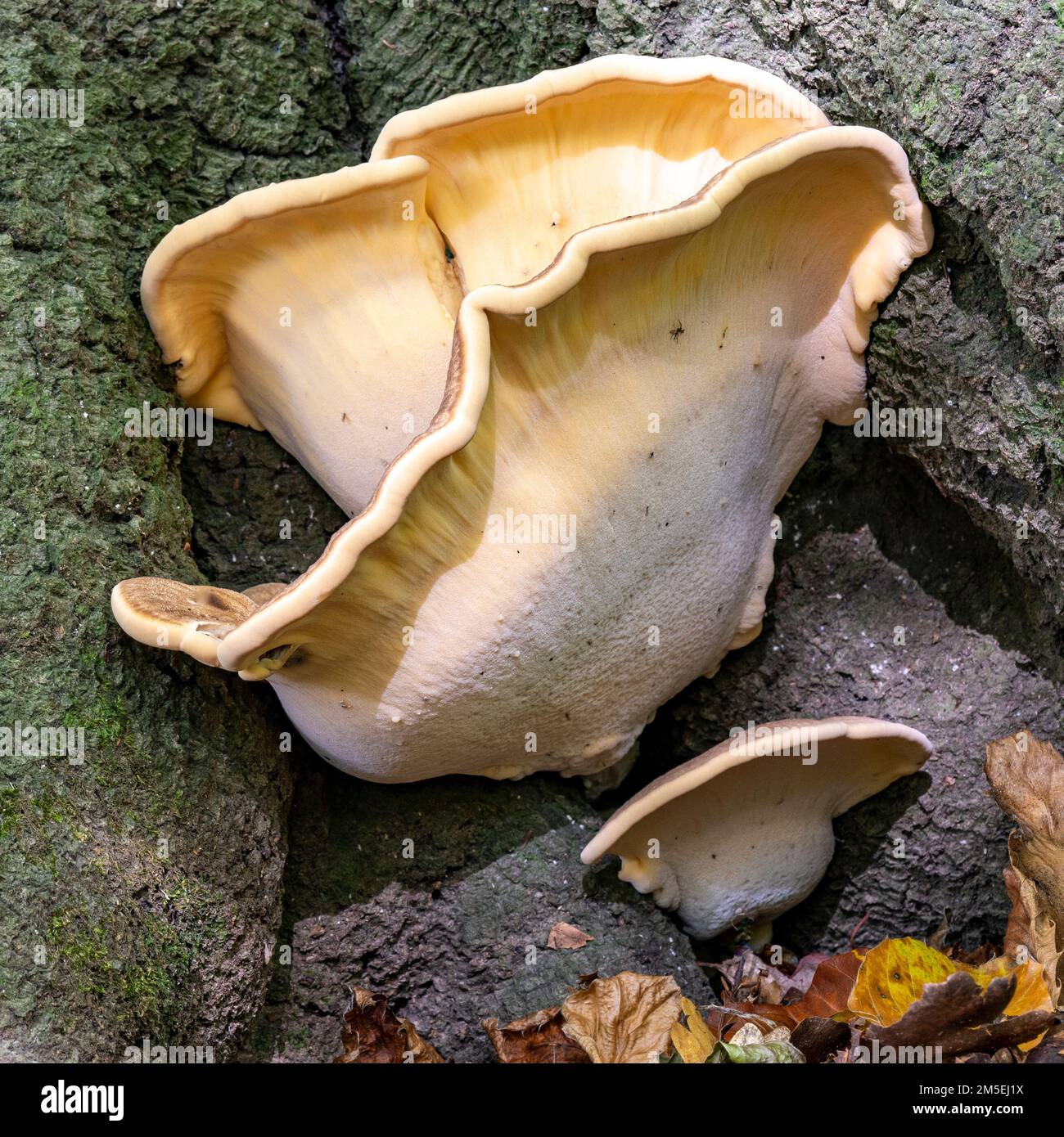 Pollo dei boschi fungo commestibile su un ceppo di albero Foto Stock