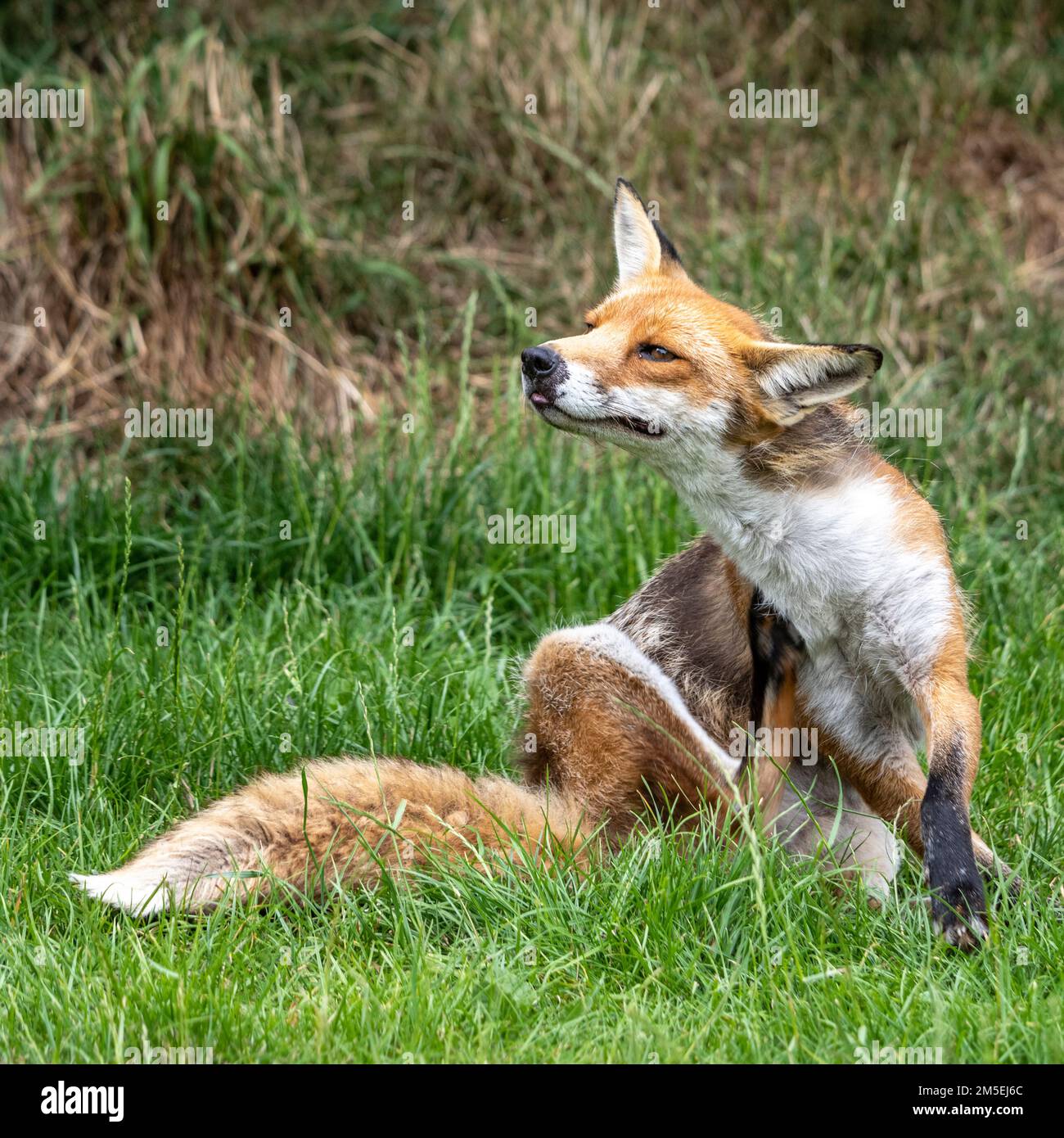 Fox avendo un graffio Foto Stock