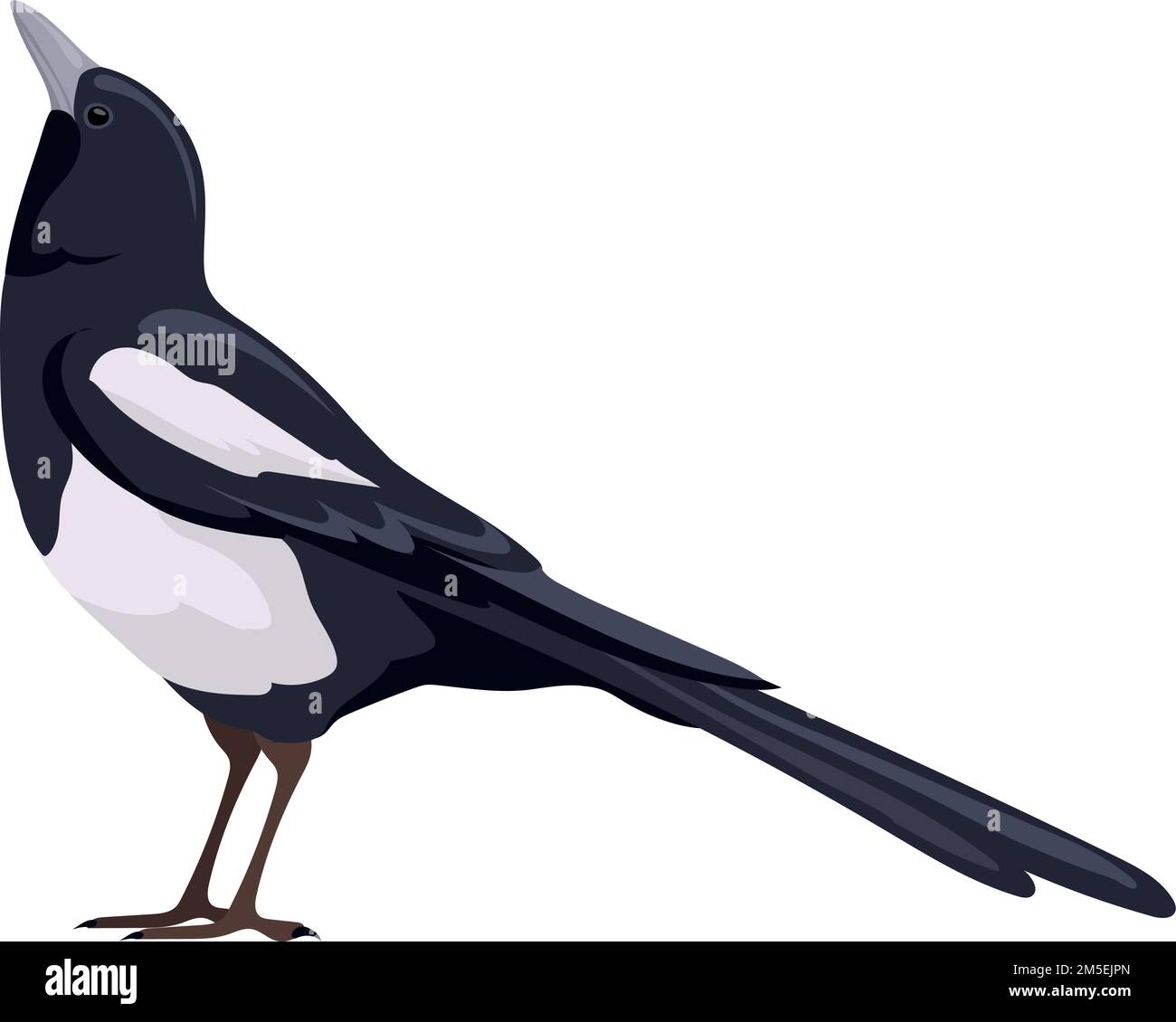 Icona Magpie. Uccello nero. Fauna selvatica isolata su sfondo bianco Illustrazione Vettoriale