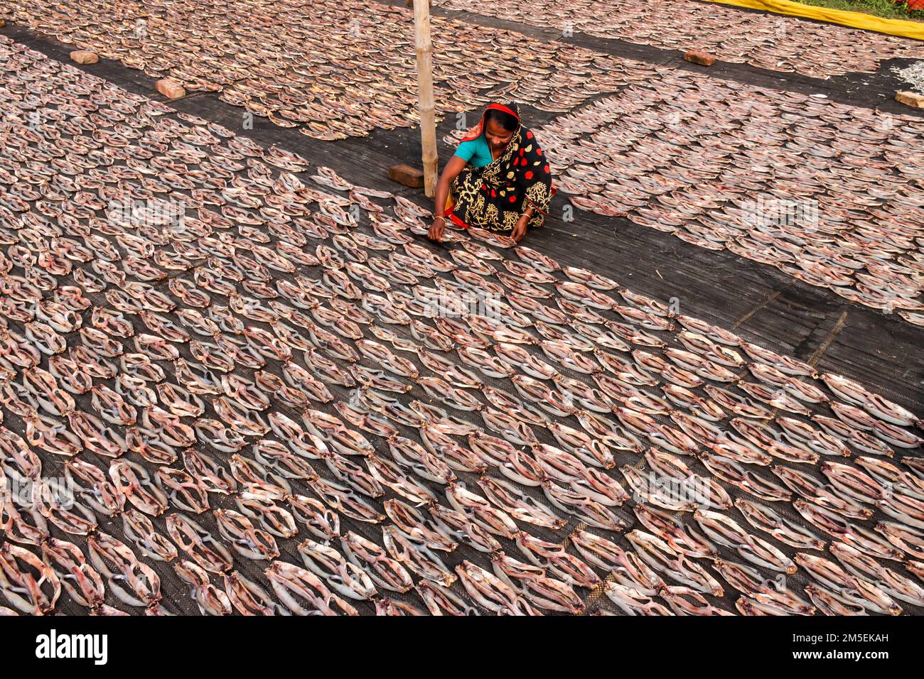 Pesci di secchezza Foto Stock