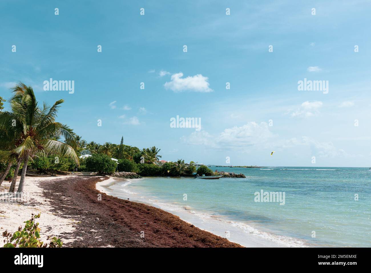 L'alga di Sargassum si è accumulata sulla riva della spiaggia nell'isola caraibica di Guadalupa Foto Stock