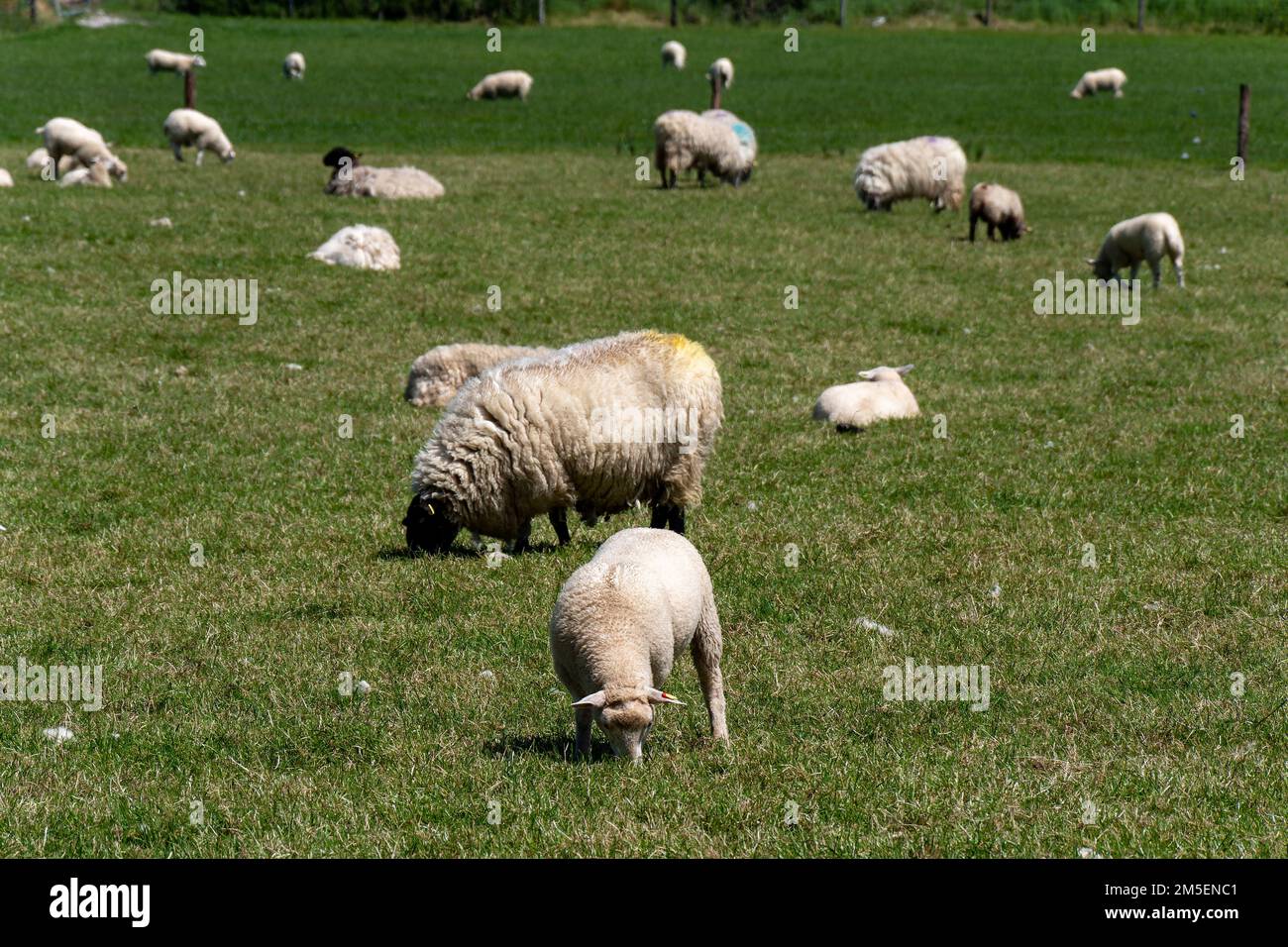 Poche pecore pascolano su un prato verde in una giornata di sole primaverile. Allevamento di bestiame. Pecora su pascolo libero. Zootecnia ecologica in Irlanda, fa biologica Foto Stock