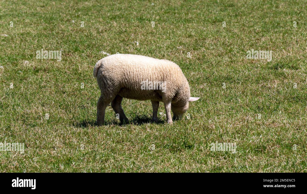 Carino agnello pascolo su un prato verde in primavera. Foto Stock