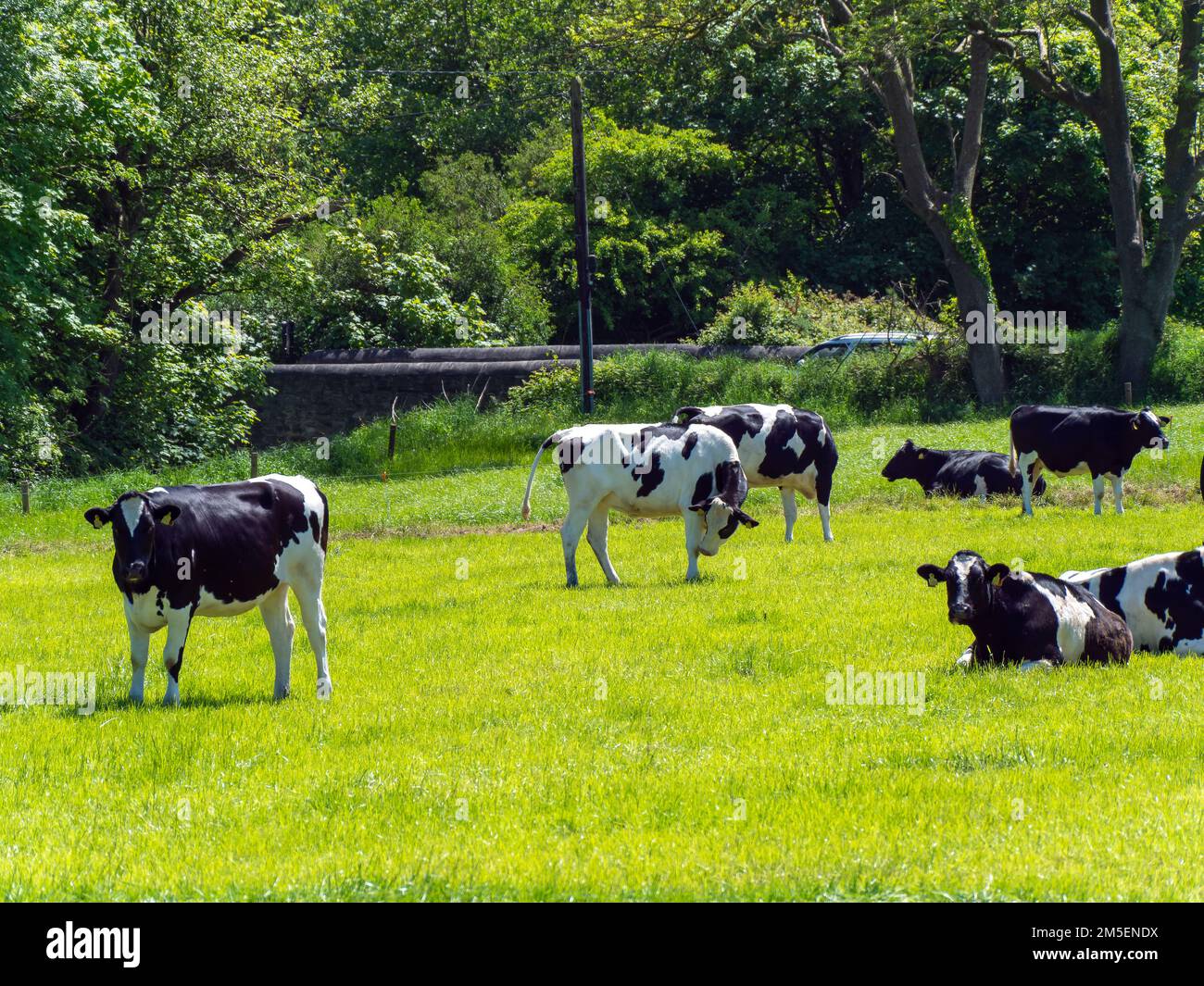 Diverse giovenche bianche e nere su un pascolo verde in una soleggiata giornata primaverile. Mucche di fattoria sul pascolo libero. Paesaggio agricolo. Vacca bianca e nera su gr Foto Stock