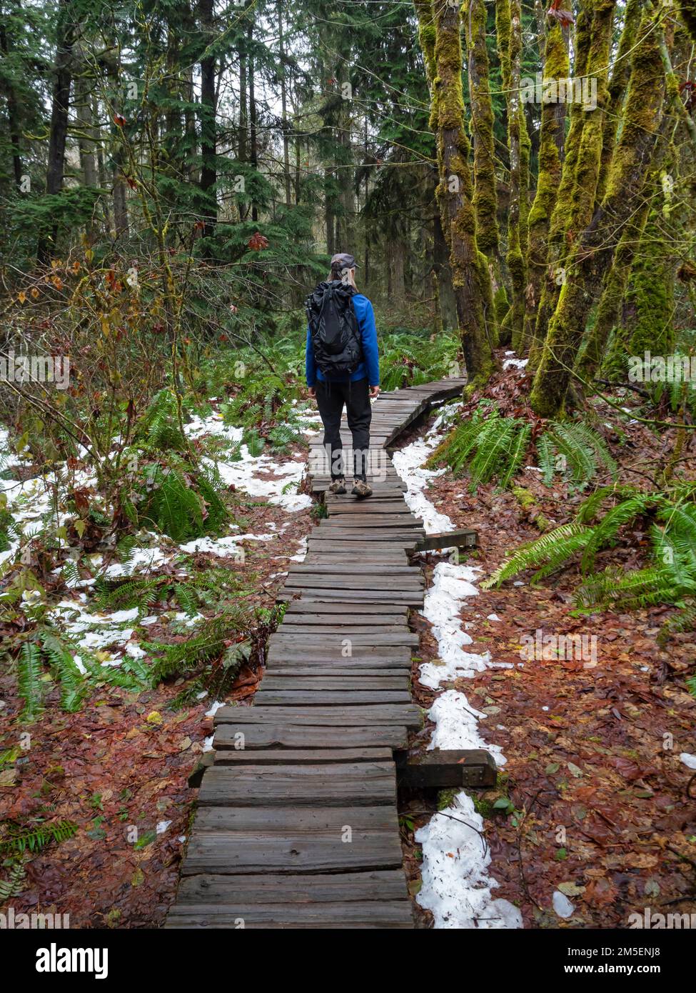 WA22838-00...WASHINGTON - escursionista sul sentiero del lungomare attraverso un'area umida presso la Pleasant Valley Conservation Area a Woodenville, vicino a Maltby. Foto Stock