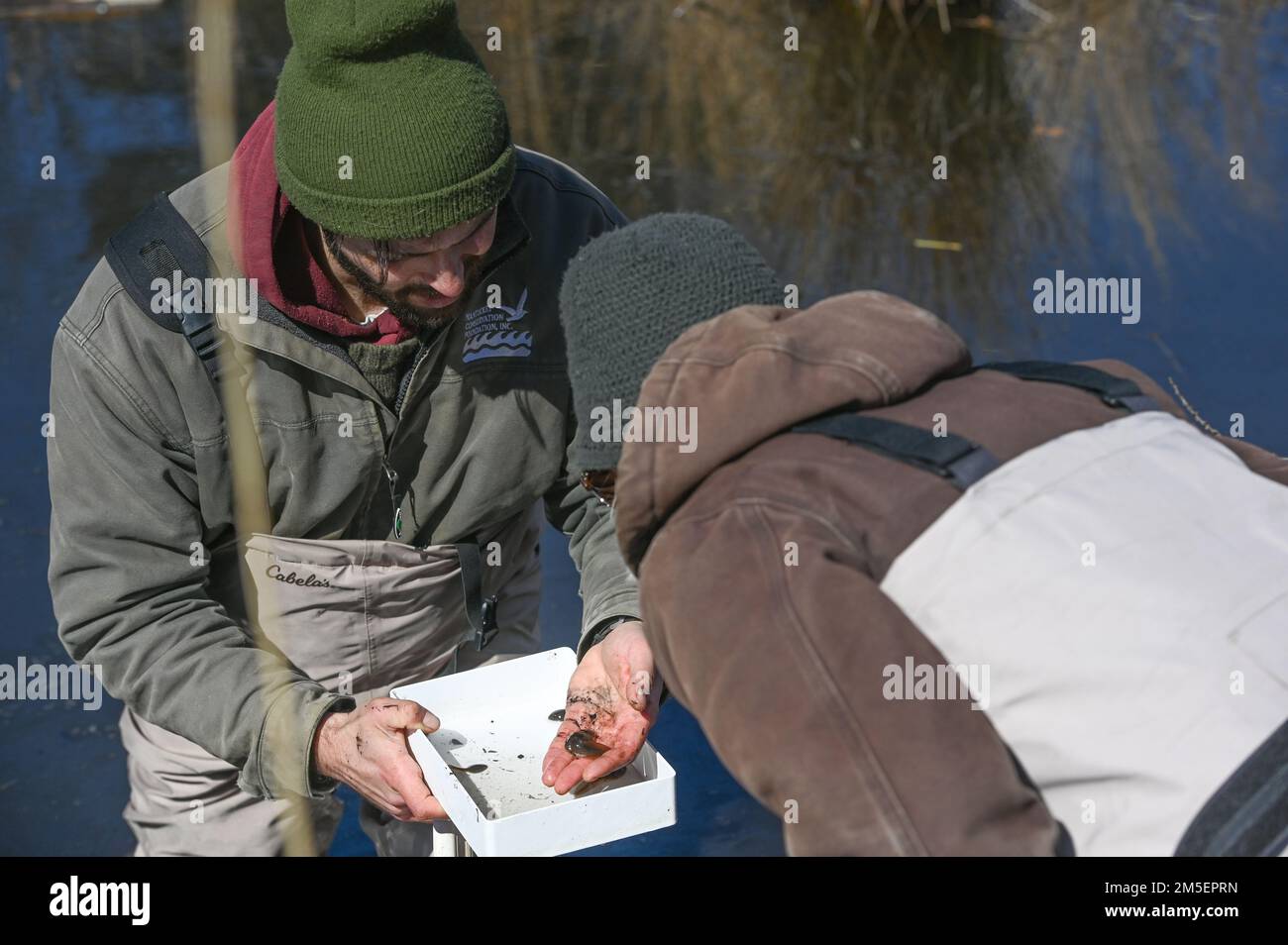 Jonathan Shuster, a sinistra, Steven W. Carothers & Associates progetto biologo, mostra un tadpole a Christin McDonough, SWCA non-Game Wildlife Specialist, in una piscina vernal presso Hanscom Air Force base, Mass., marzo 8. Gli specialisti della fauna selvatica hanno condotto indagini durante tutto il mese per valutare gli habitat anfibi sull'installazione. Foto Stock