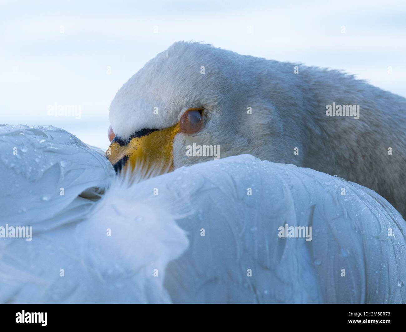 Whooper Swan adulto (Cygnus cygnus) che soffre di influenza aviaria ad alta patogenicità, Ouse washes, Norfolk, Inghilterra Foto Stock