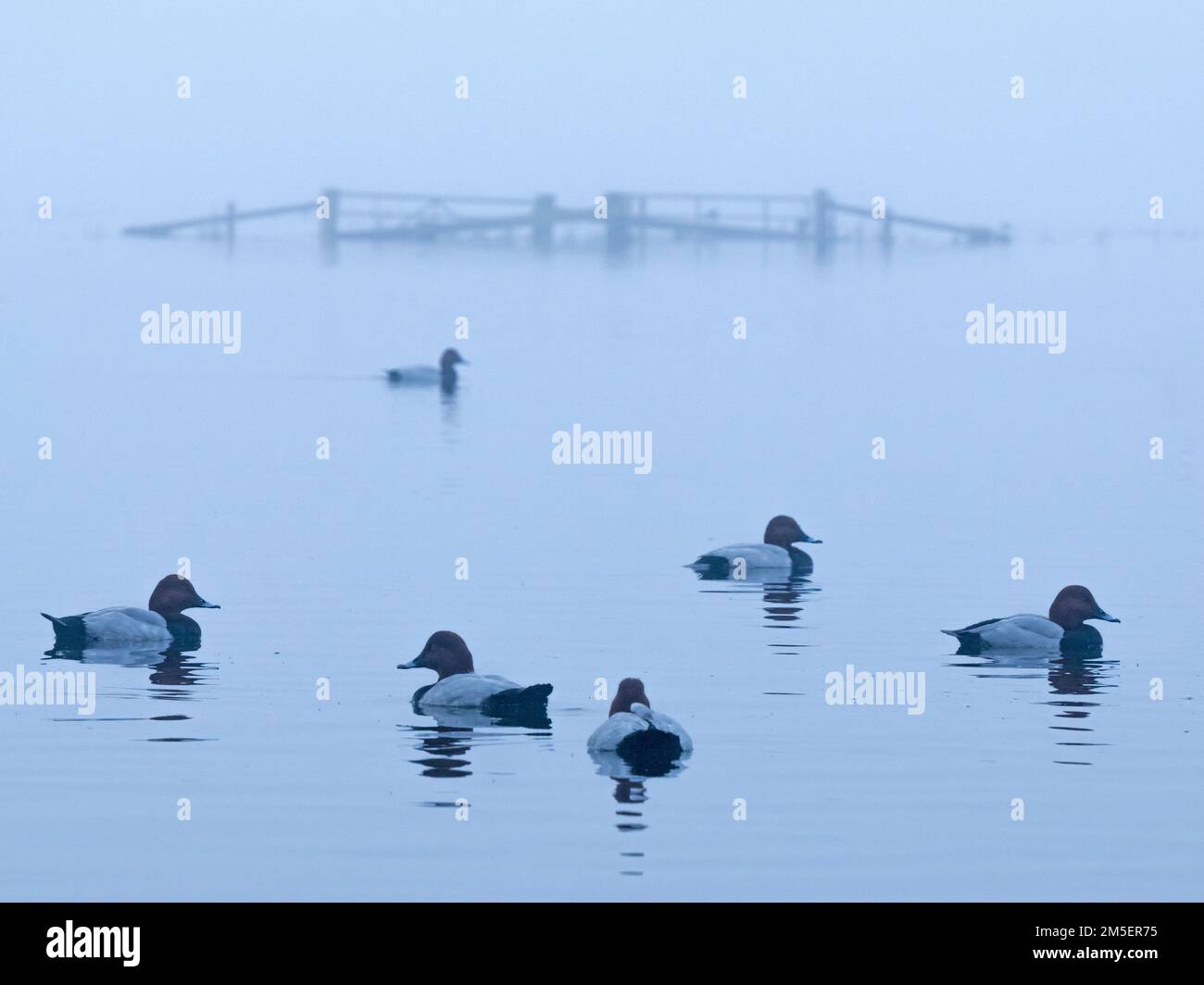 Gruppo di Pochard comune (Aythya ferina) su acqua ferma di fronte a cancelli allagati in condizioni nebbie, Welney, Ouse laves, Norfolk, Inghilterra Foto Stock