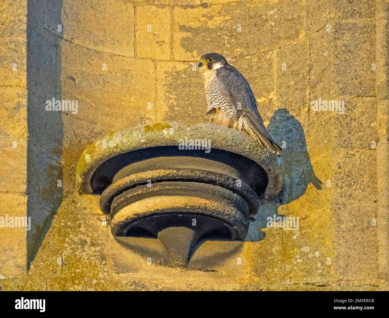 Falco peregrino femmina (Falco peregrinus) arroccato su zoccolo di pietra sulla Cattedrale di Ely, Cambridgeshire Foto Stock