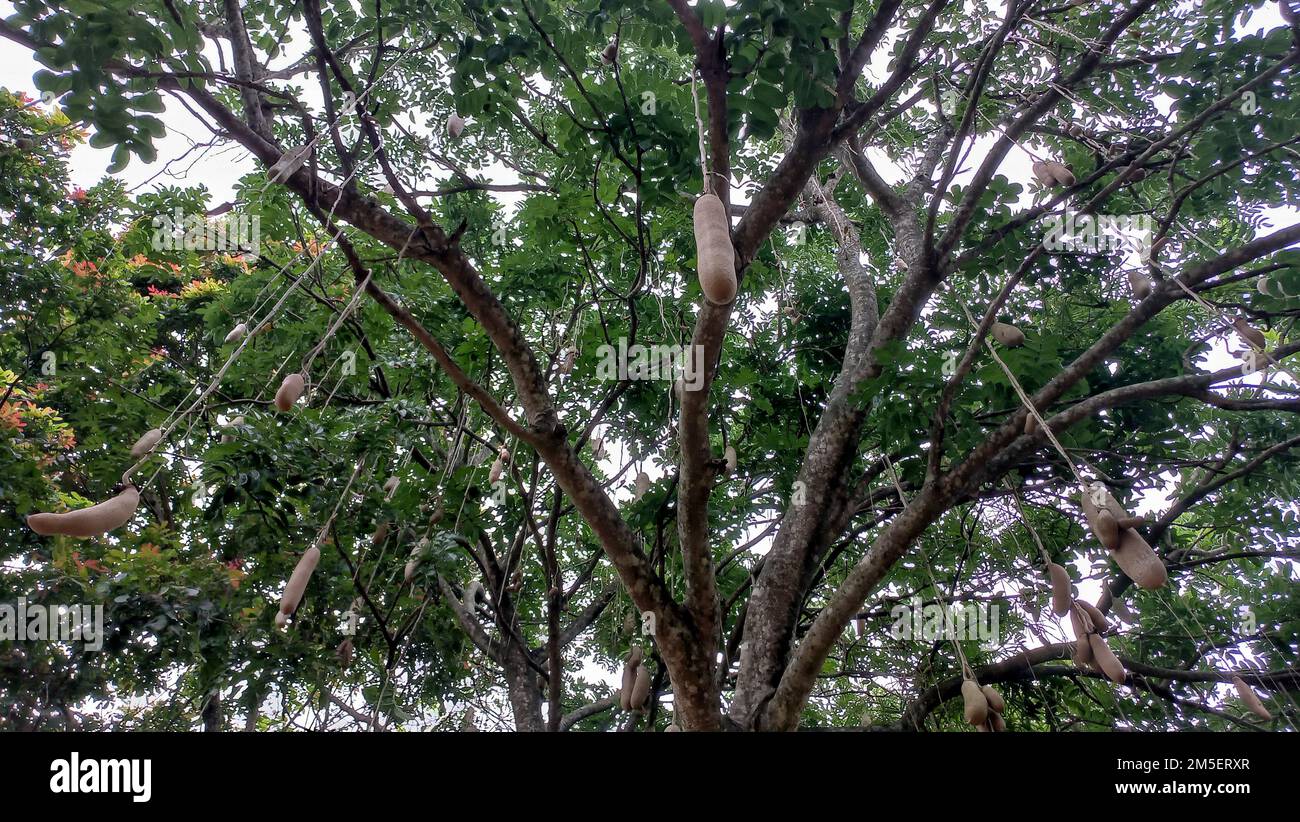 Tamarin o frutta acida marrone nell'albero Foto Stock Tamarin o frutta acida marrone nell'albero Foto Stock