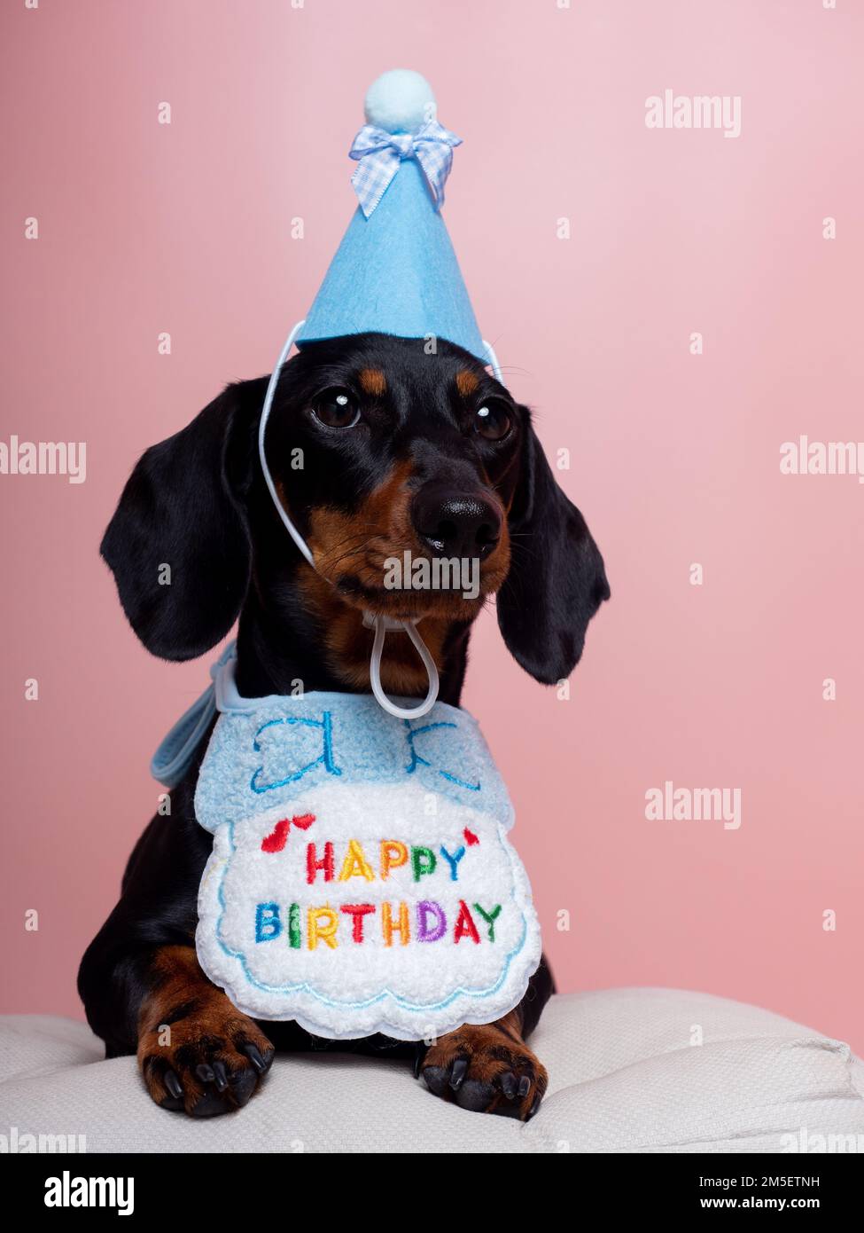 Cane nero e tan dachshund con cappello e bib per festeggiare il compleanno Foto Stock