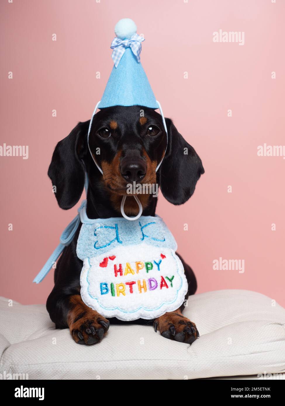 Cane nero e tan dachshund con cappello e bib per festeggiare il compleanno Foto Stock