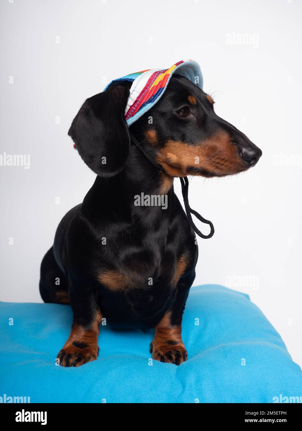 Cane nero e marrone scuro seduto con cappello estivo per il sole Foto Stock