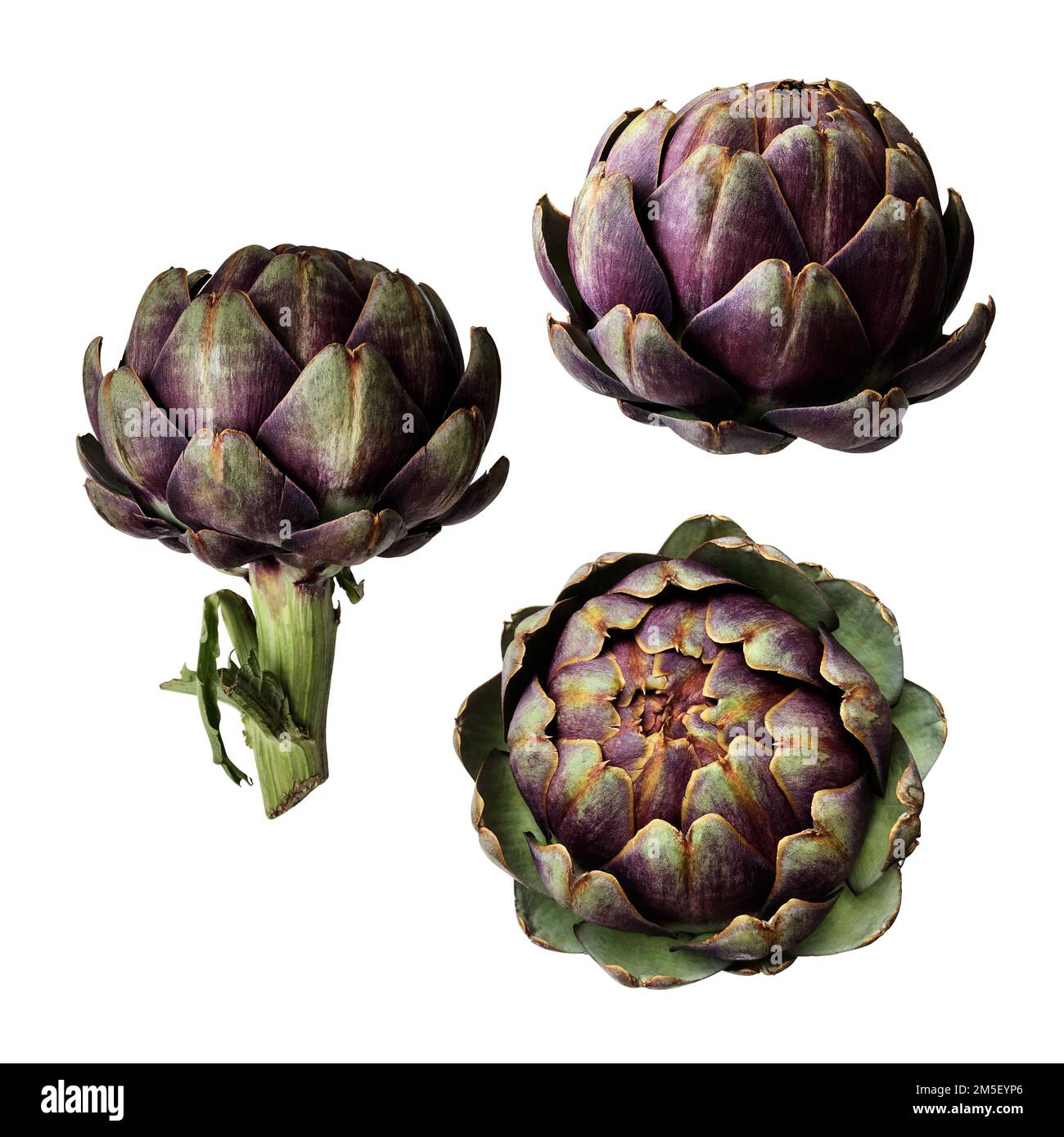 Carciofi set fresco violetto piante vegetali ritaglio primo piano, cibo crudo dieta biologica concetto, clipping percorso Foto Stock