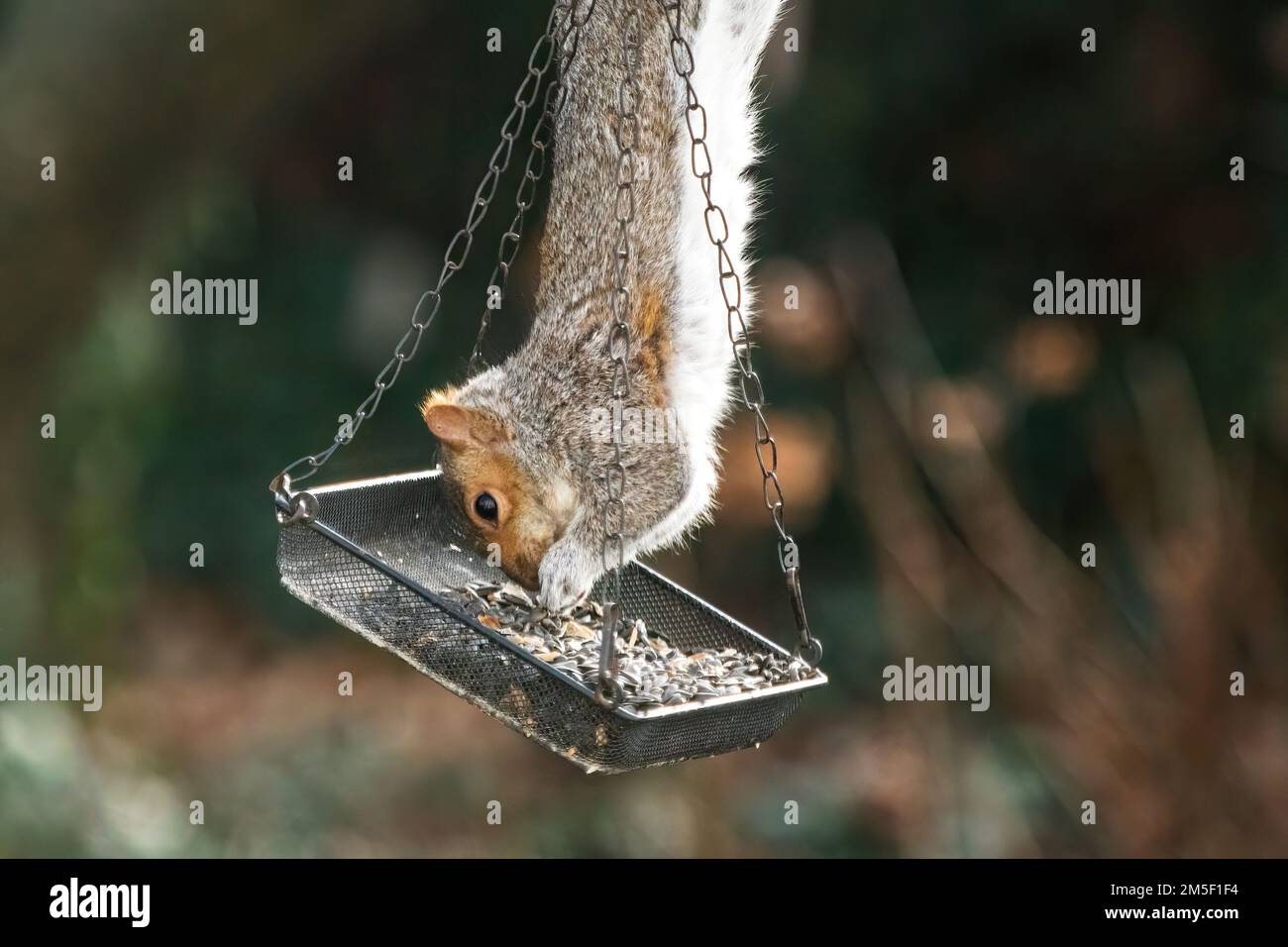 Scoiattolo grigio raiding bird feeder Foto Stock
