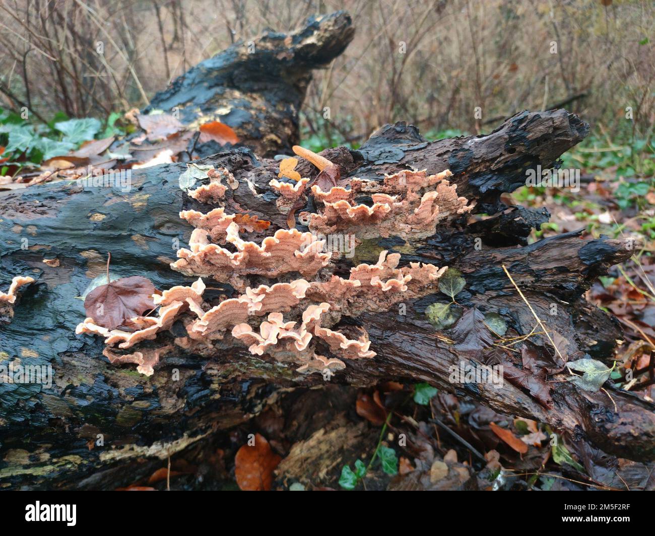Funghi che crescono su un ceppo di albero deformato Foto Stock